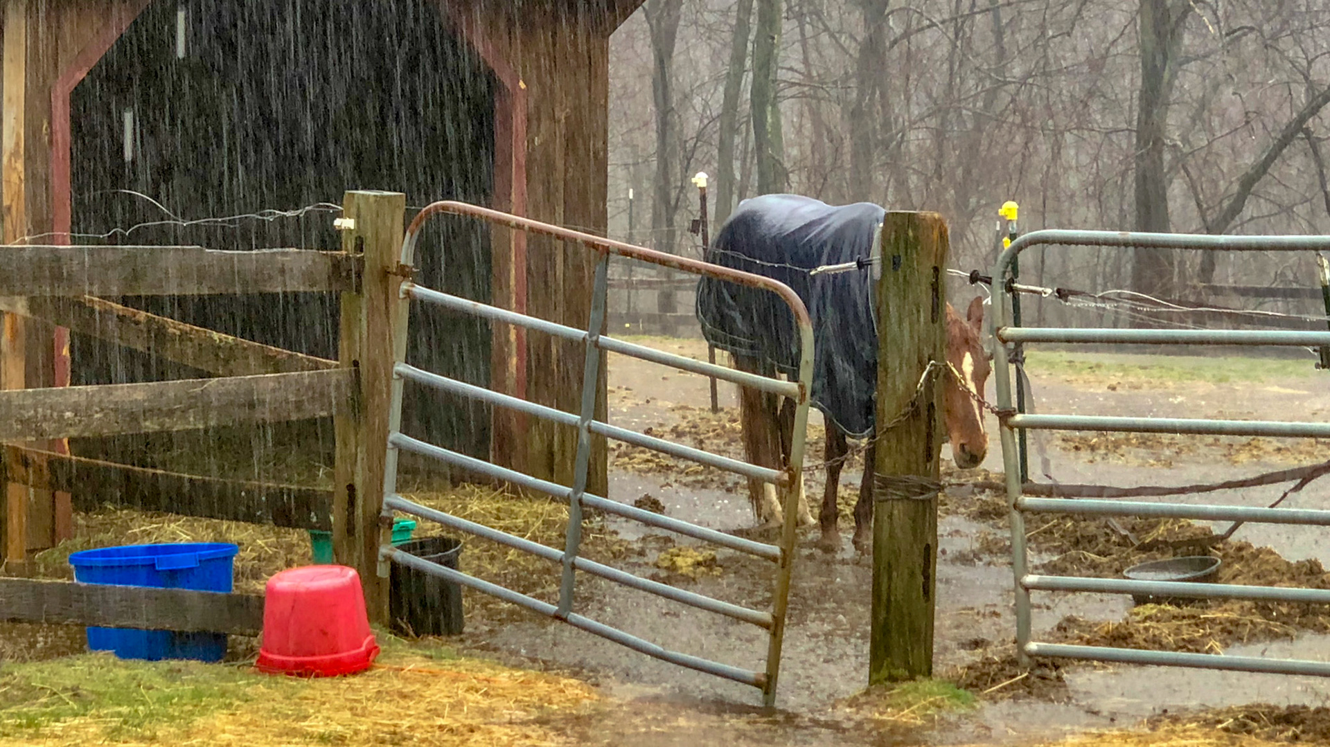 Hard rain falls on this cold spring day in CT. While a dry shelter is an option, this horse chooses to stand outside for an unknown reason.