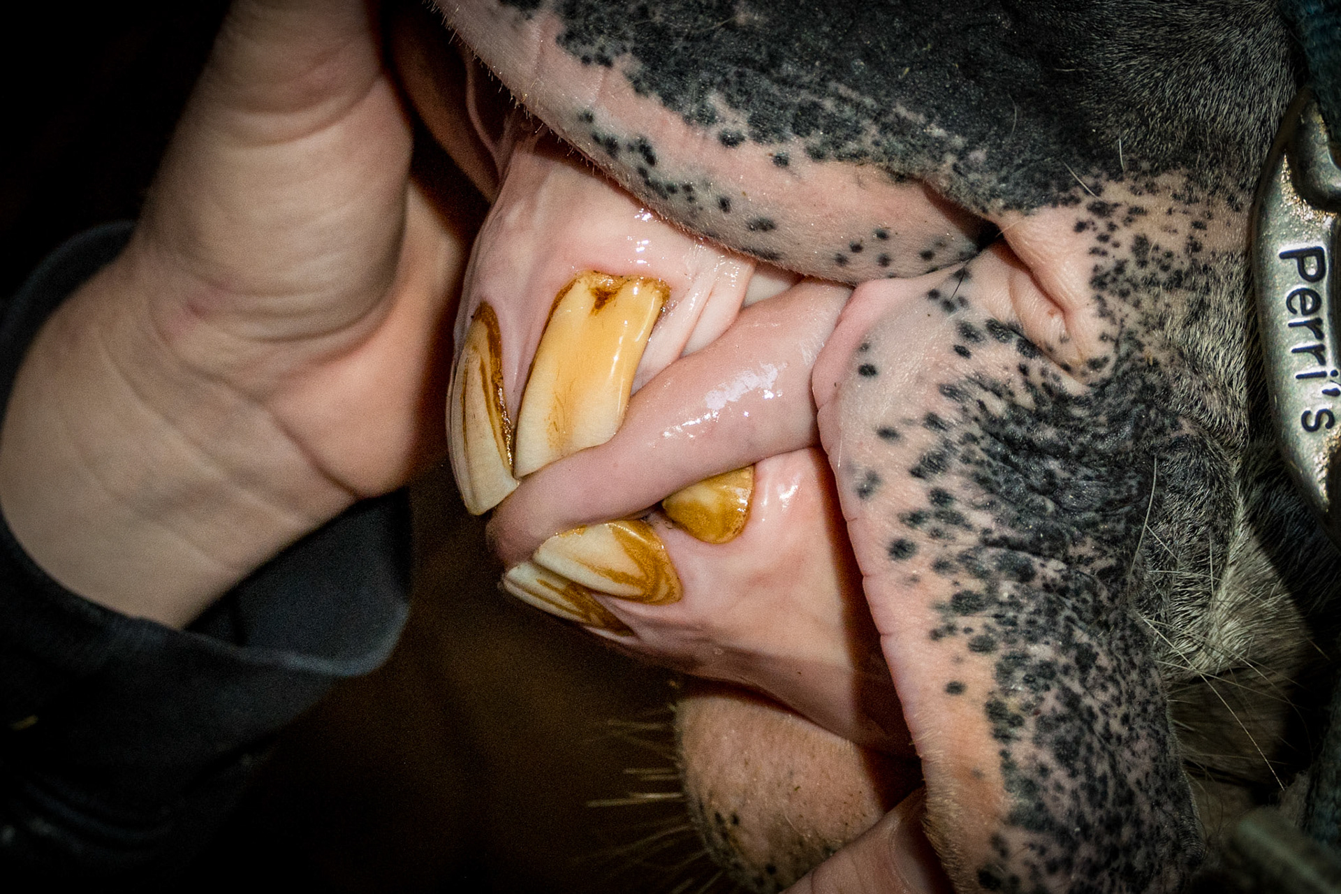 22yr - Horse with relaxed incisors in a natural position