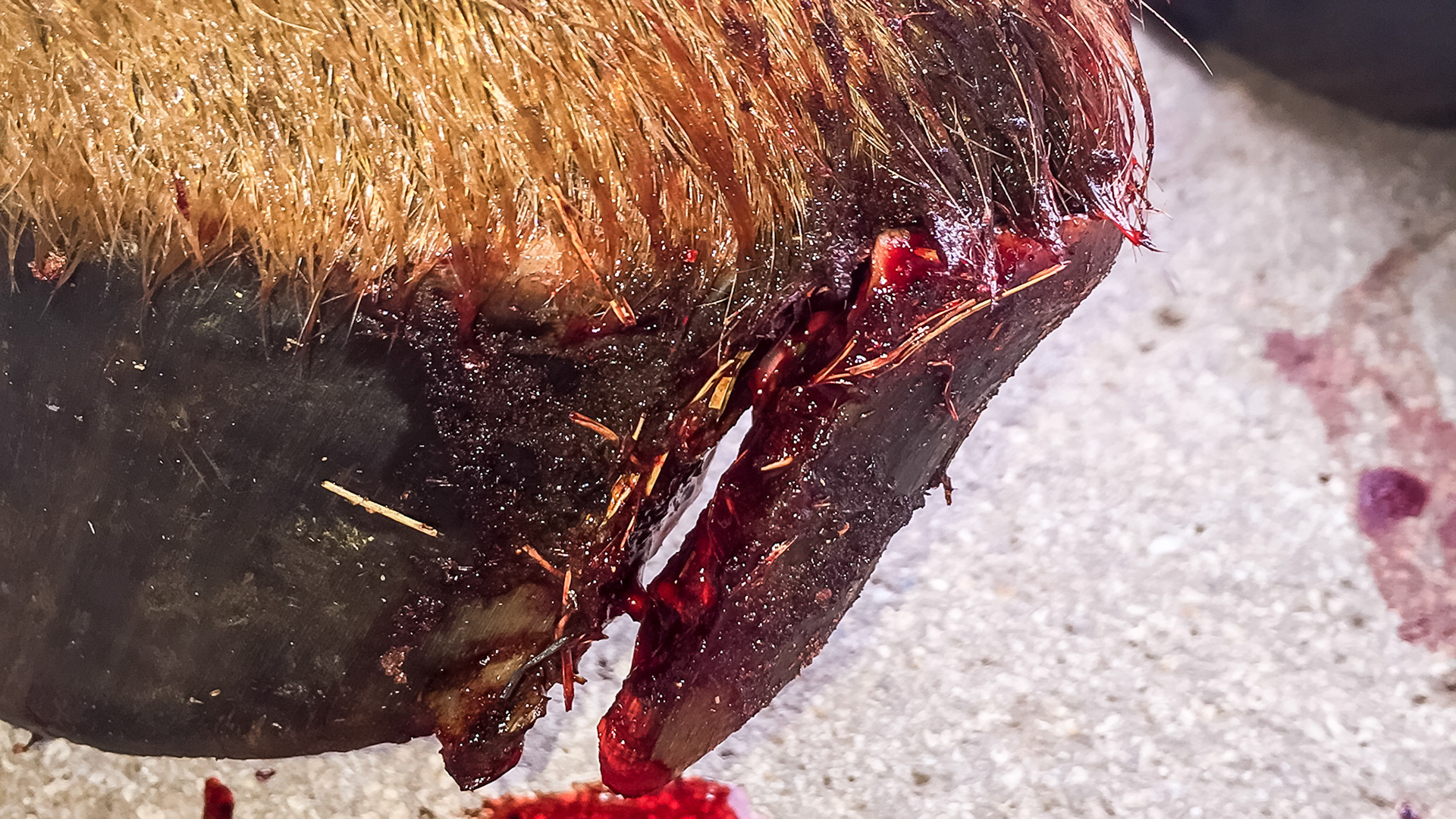 The owner snapped this image of her horse who had just lost the heel of this hoof.  It was very bloody.