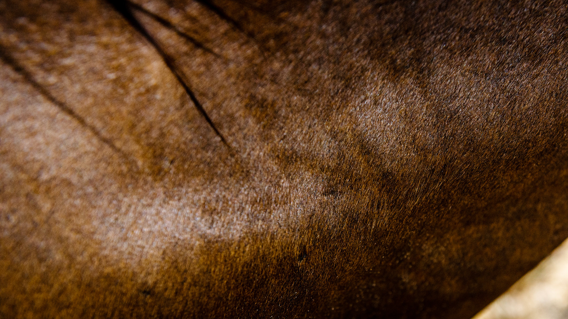 The enlargement on the other side of the neck suggests an injury a while ago caused possibly by savaging.  This is the most common spot for savaging from another horse where the aggressor clamps his mouth over the neck of the submissive horse. This is very common when stallions are pasture bred to submissive mares.
