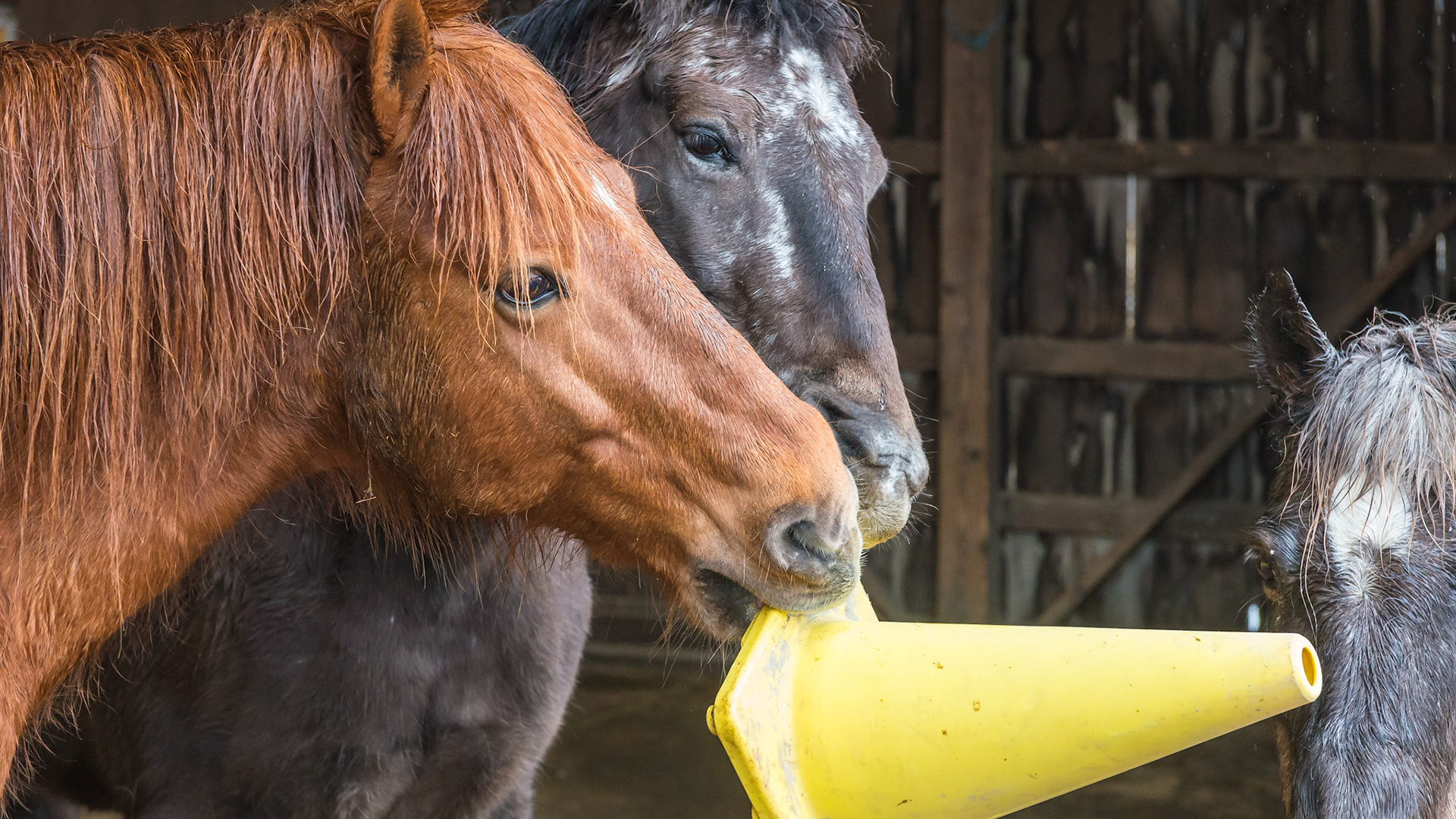 Normal playing between horses that are happy in their environment.  Good social skills are evident here with about 10 other horses present but not interested in this game.