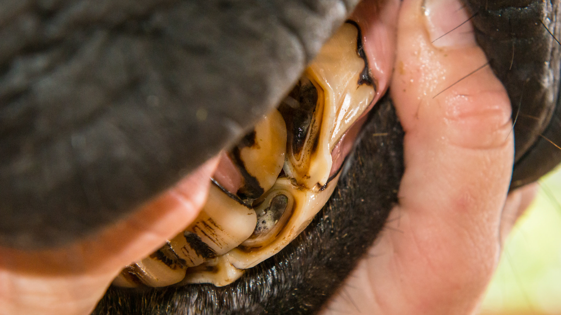 Horse L - Unusual shape to #103 causing a separation between 102 and 103