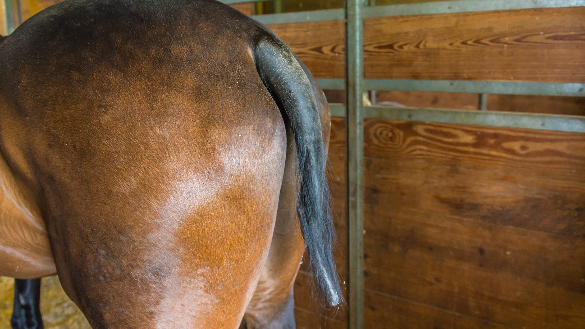 All of the hairs on this tail are missing along with the mane at the withers. There is no itching and the horse isn't bothered at all by it.  This mare just shipped in from California a month ago to NY.  I suggested that all Selenium (Se) be removed from the diet because one of the classic signs of Se toxicity is mane and tail hair loss.  Other signs include hoof damage at the coronet area with the potential sloughing of the hoof.  This horse's hooves were normal.