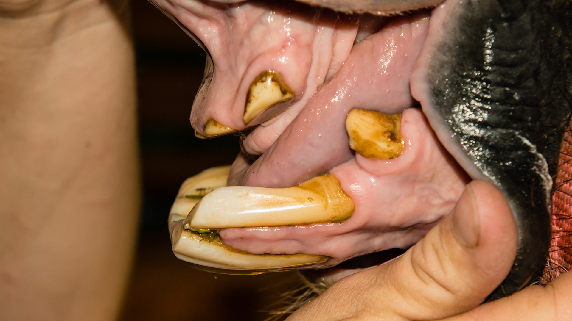 Horse C - Long time cribbing has reduced upper incisors to gum level and extended the lower incisors to almost in line with the mandible.