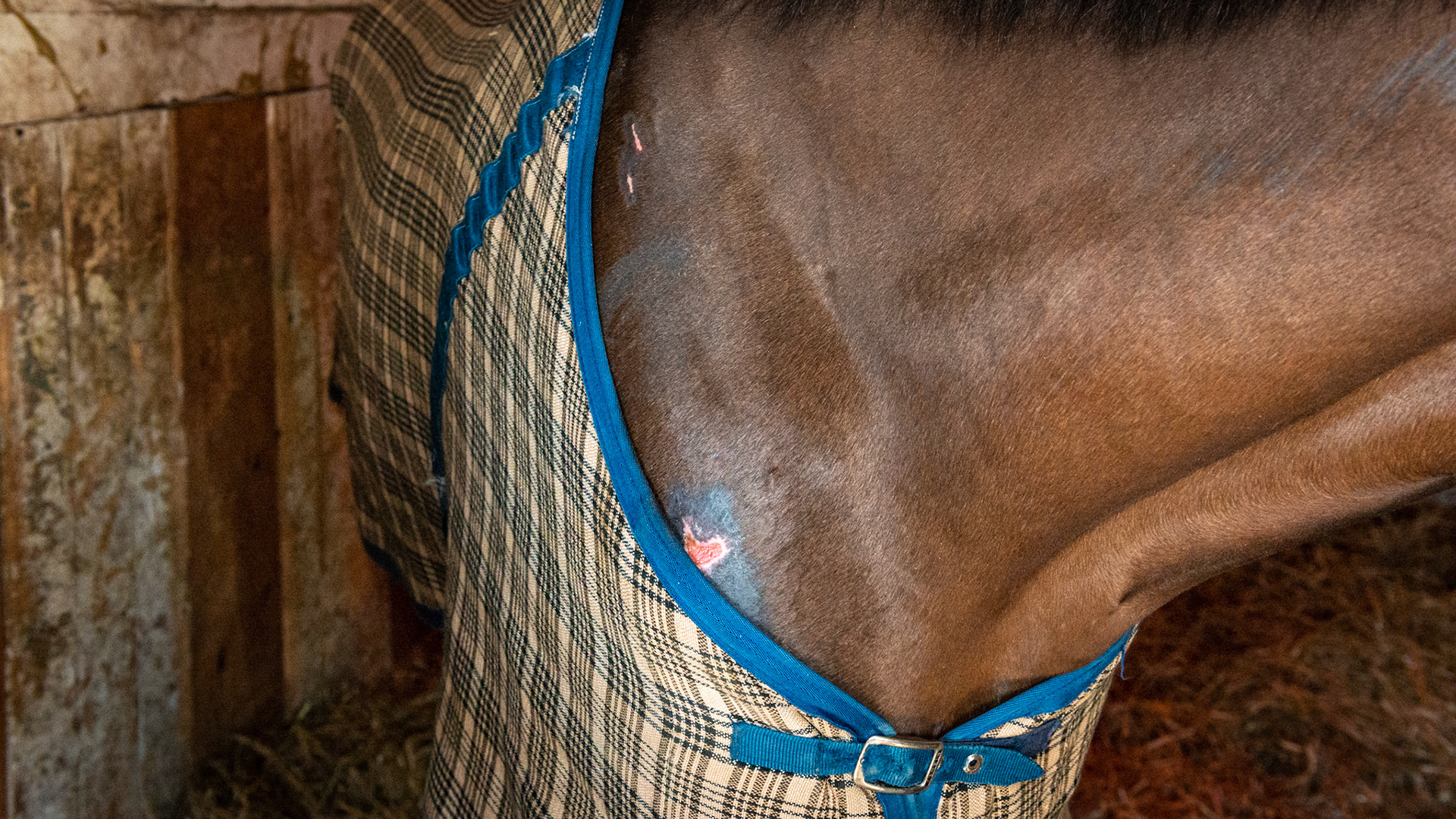 Blanket rubs are healing.