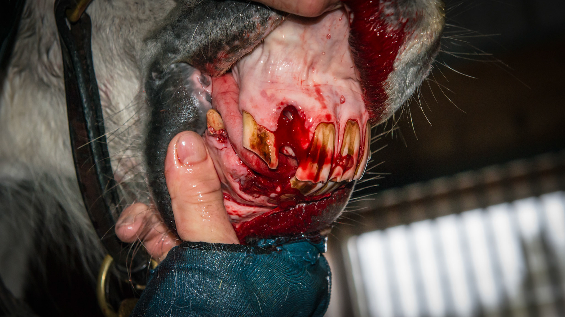 Incisor extraction horse - After extractions.