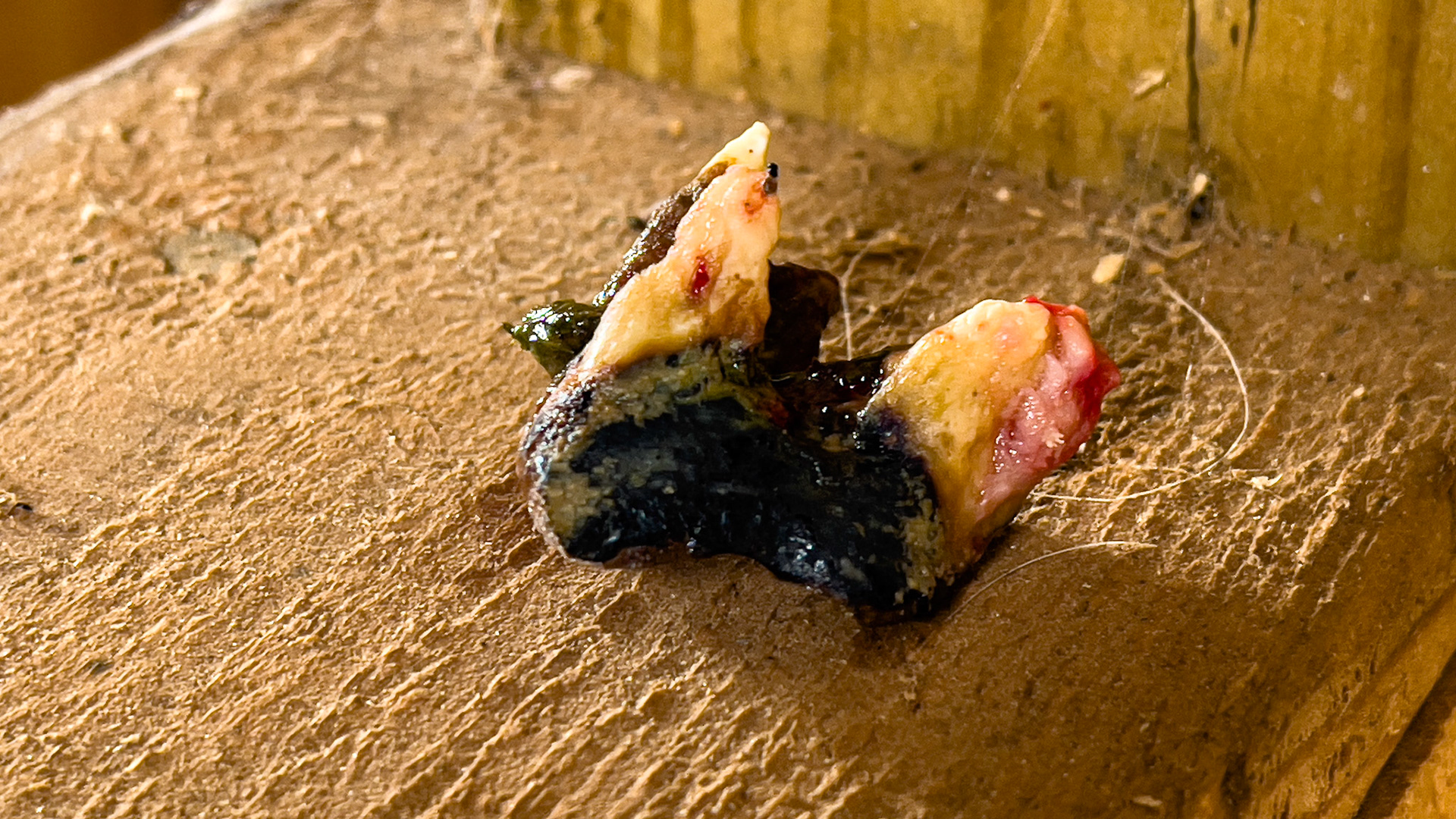 An end-stage tooth from a 27-year-old horse. Note the decay as well as the loss of roots.