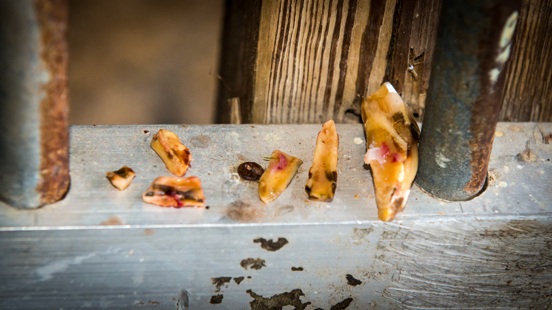 EOTRH horse 12 - A 25 yr old QH G with decay and feed impaction at #403, 101, &amp; 301's , extra lower incisors, cap remnants behind 301/2/3, gum recession of central lower incisors.THIS PICTURE shows the extracted tooth, tooth remnants, and 3 cap remnants.