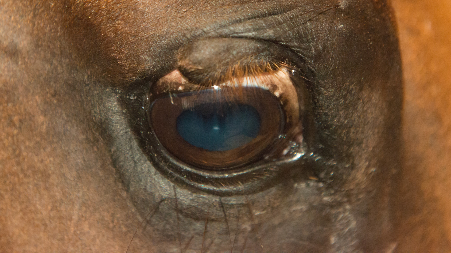 Old upper eyelid laceration allowed to heal without suturing