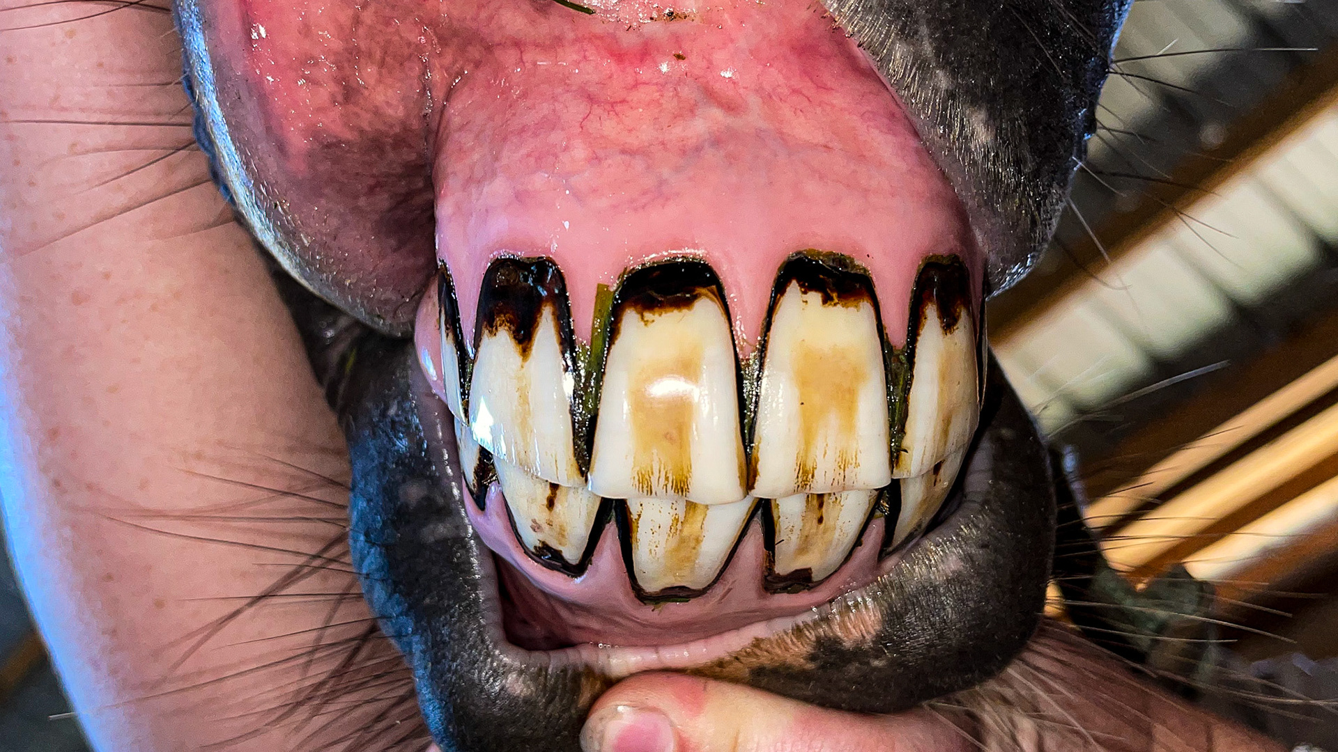 The black staining of these incisors is not a problem. I associate this with eating forages with clover. The stain is absent where the tongue wipes against the surface. This indicates that the tongue is unrestricted in movement, usually limited by sharp, painful enamel points.