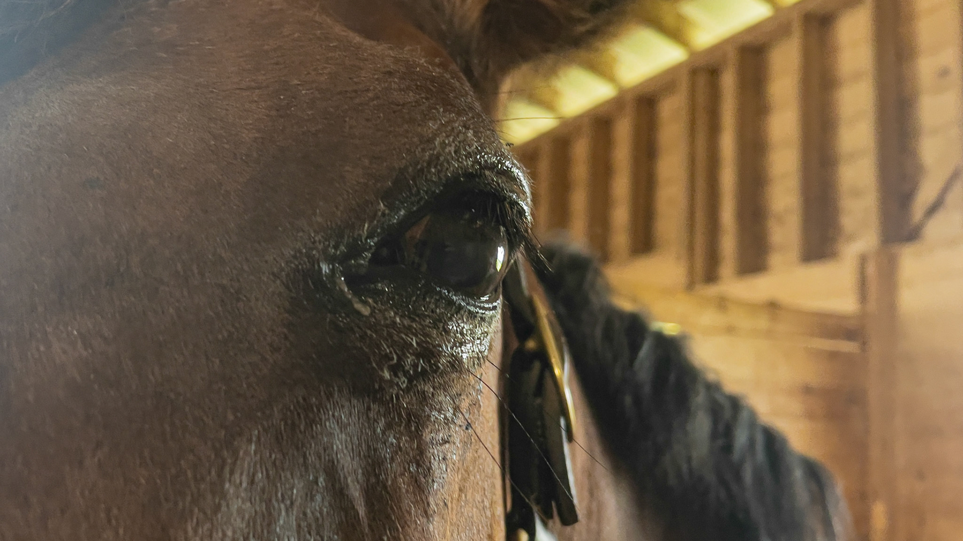 Keratitis (inflammation of the cornea) was diagnosed at a vet college.