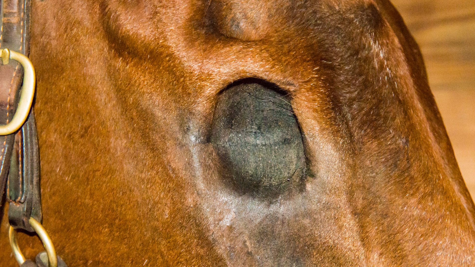 Horse A - Enucleation after severe fungal keratitis. Ocular muscles involved and their removal prevented the use of a prosthesis.