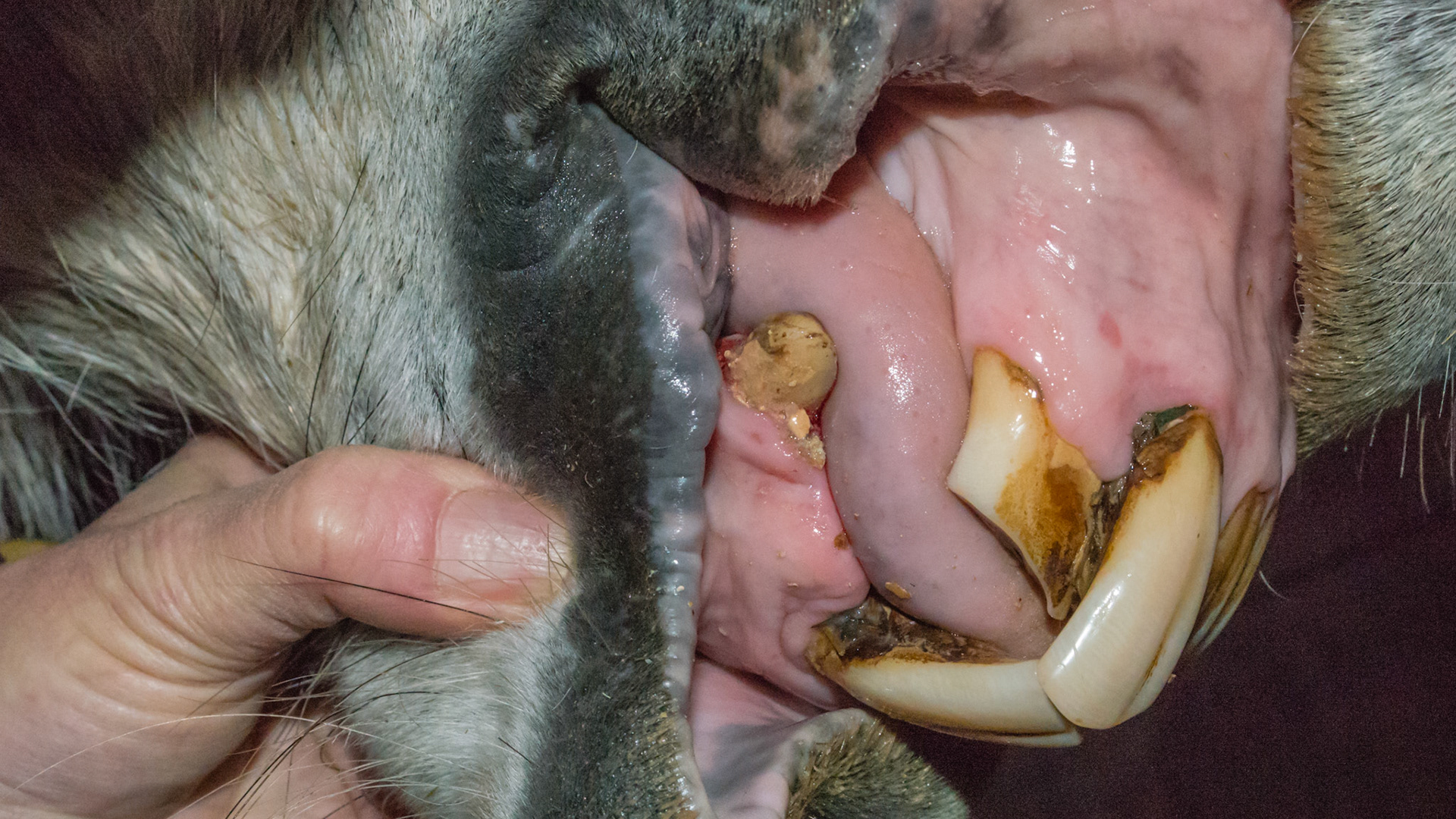 Horse H - Long incisor 102 from unopposed growth - missing 403 from unopposed growth - missing 403