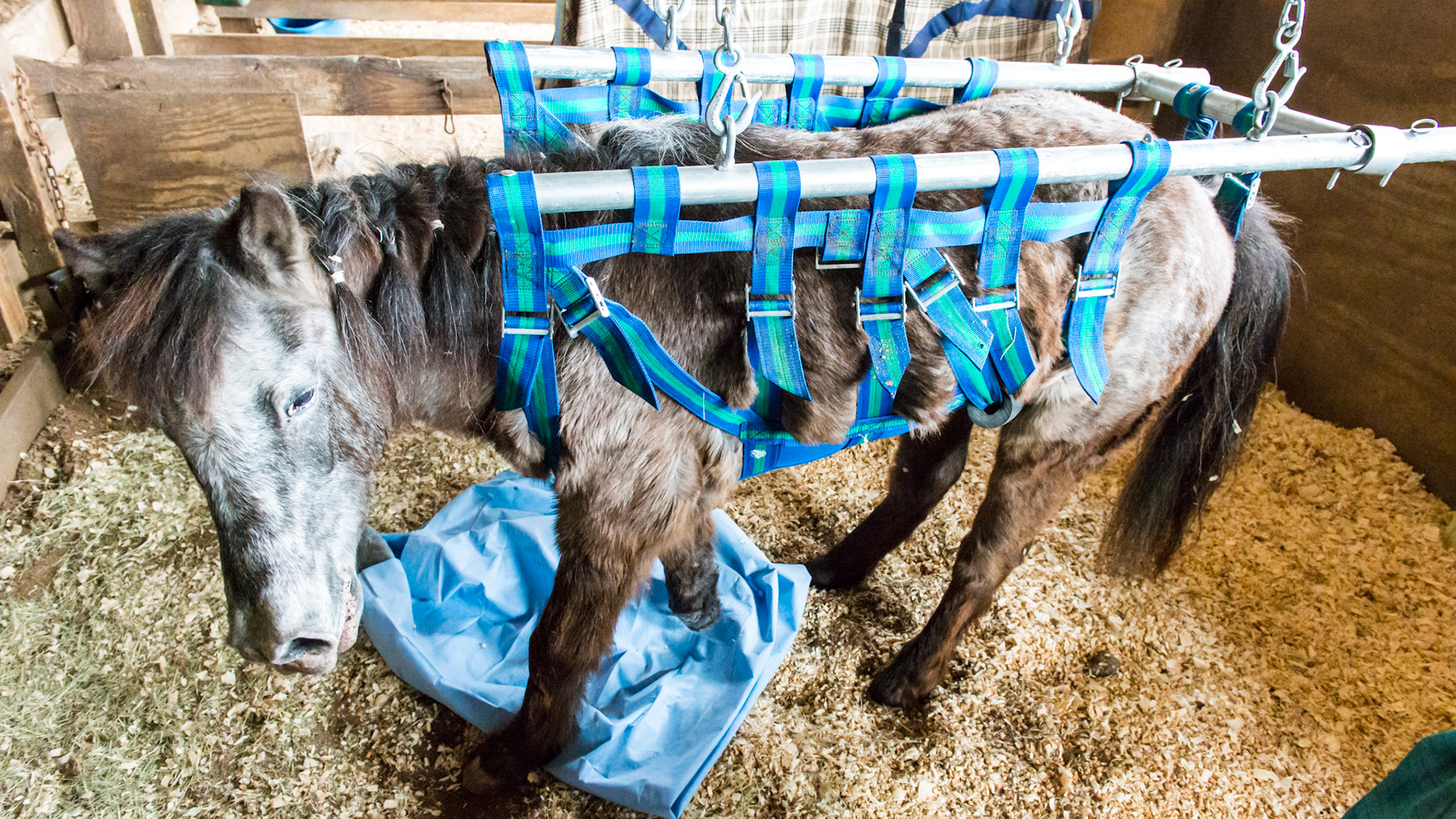 Molly's sling used for giving her rest as a decubitus sore resolves on the end of the stump.