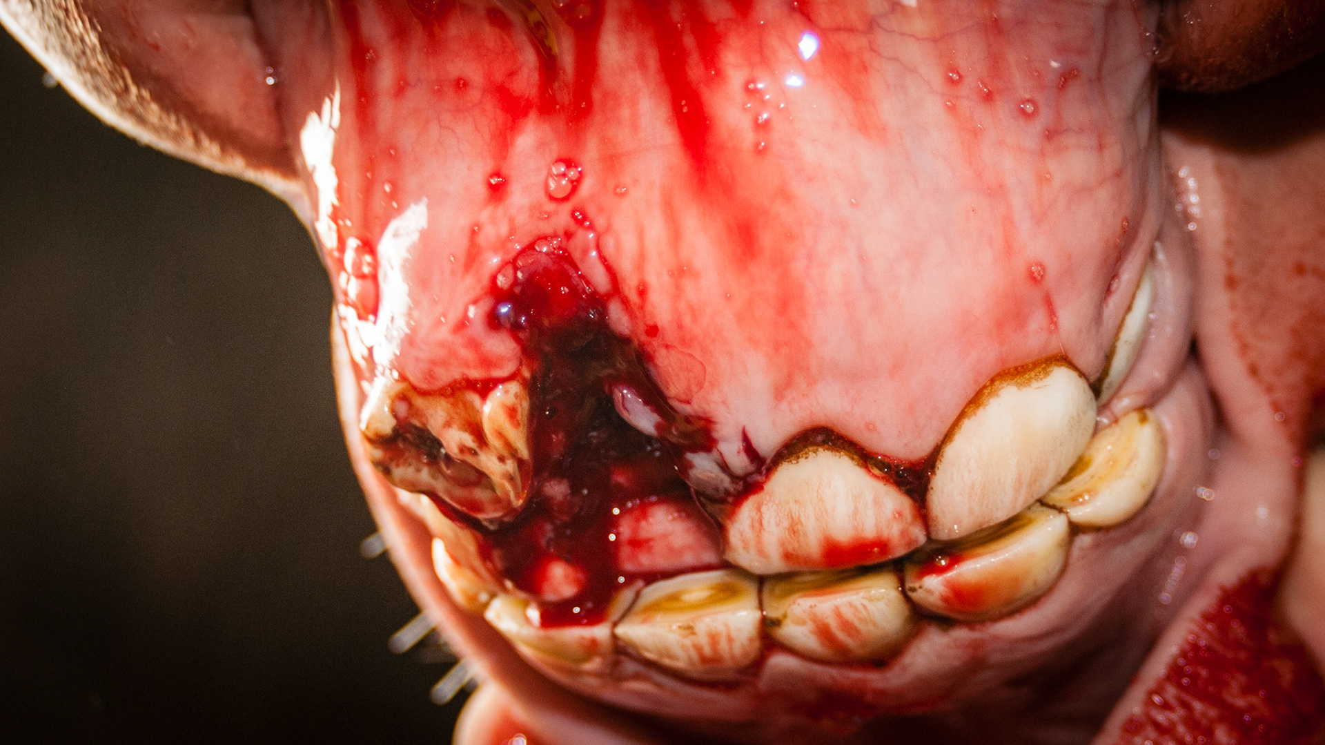 102 and the deciduous 502 have been removed with hops that the damaged 102 will rotate correctly into position.