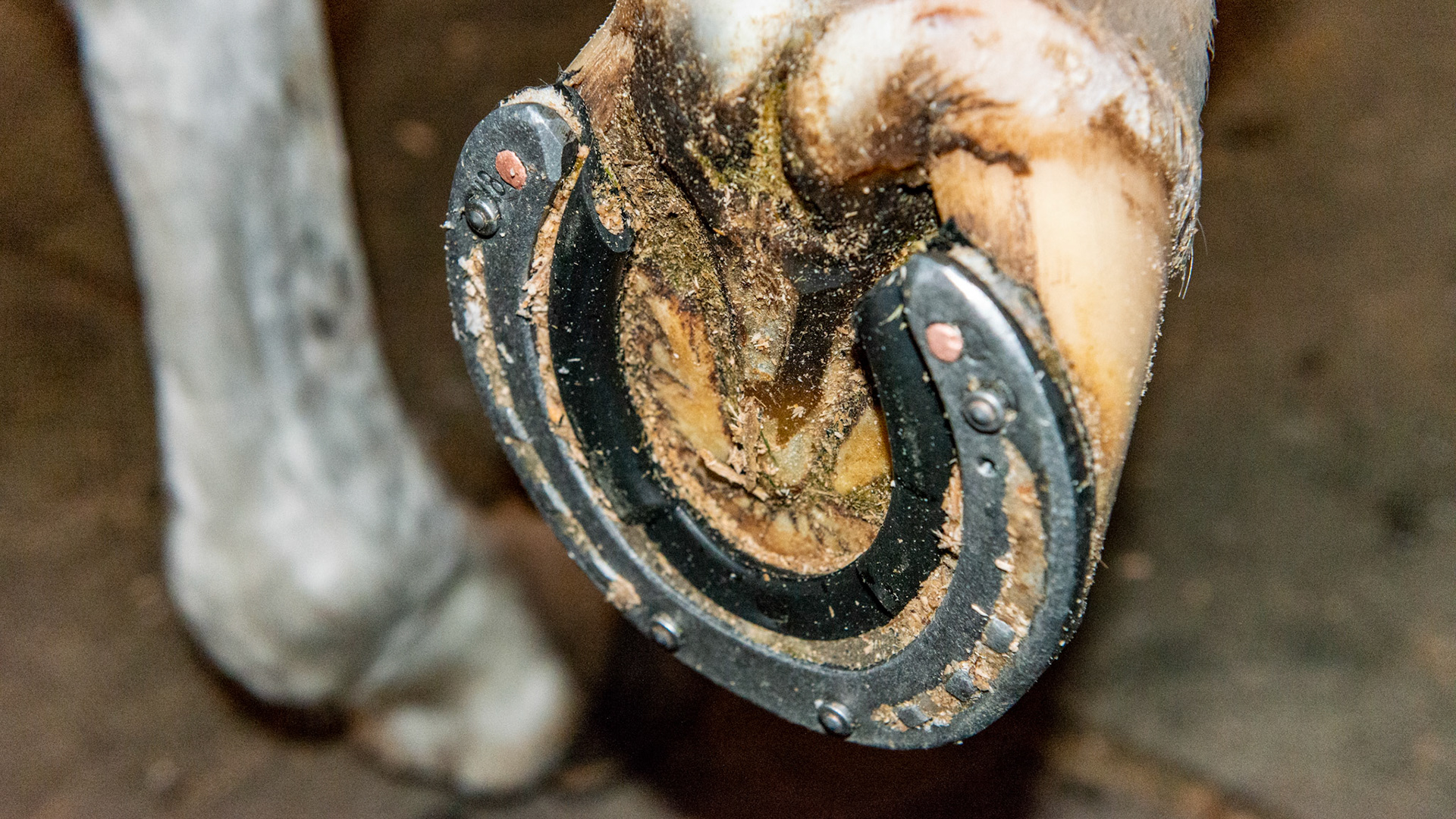 A winter shoe consisting of 4 Borium (a tungsten carbide material) in titanium studs and an inner rim of rubber tubing.  The Borium grips slippery ice as well as asphalt.  The rubber tube compresses with each step. When the hoof is lifted, the tube expands popping out the packed snow.