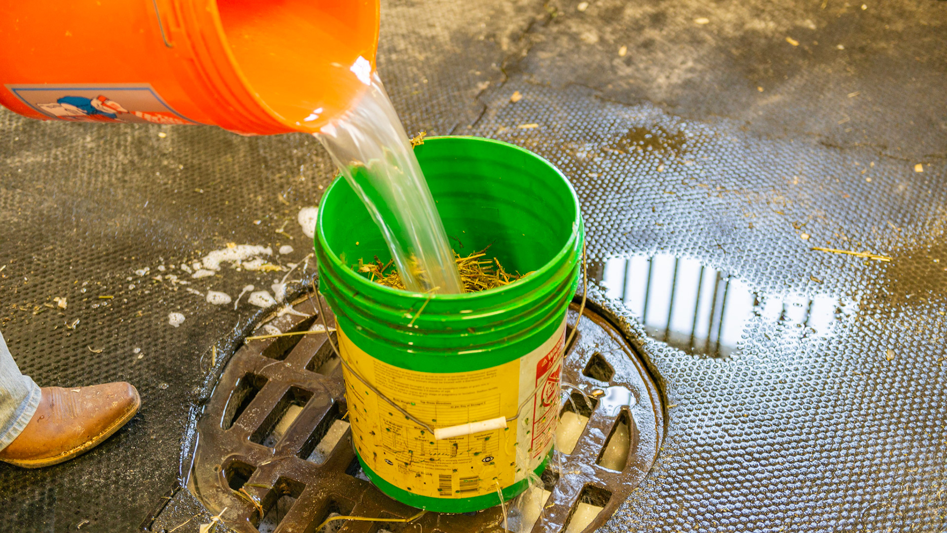 Washing dirty or contaminated hay using a bucket with holes to drain the water. Also used to soak and drain hay.