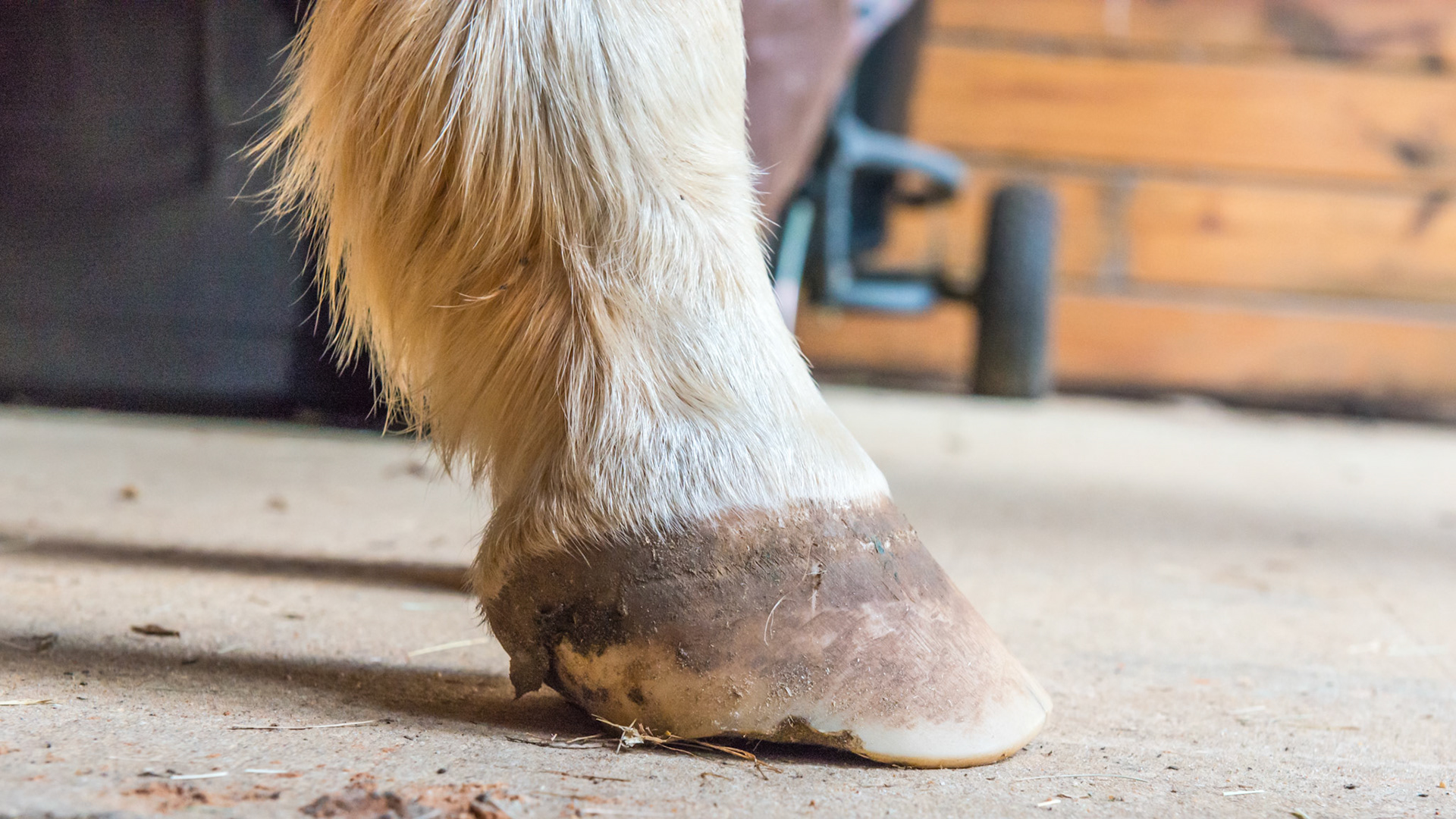 Horse B - 6 months after changing farrier - RF