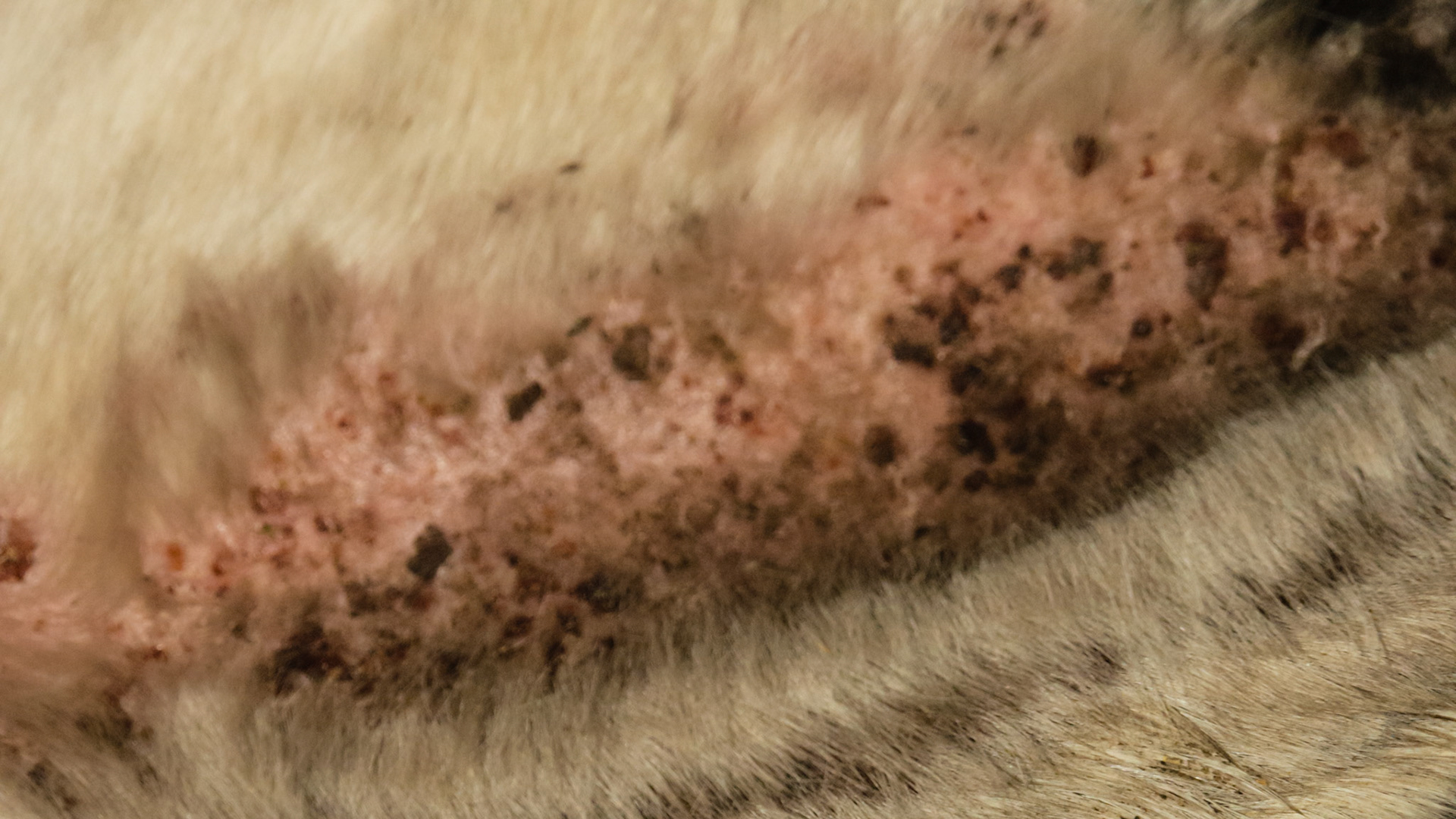 Horse A - culicoides (biting midges) sensitivity on the ventral midline of the abdomen.