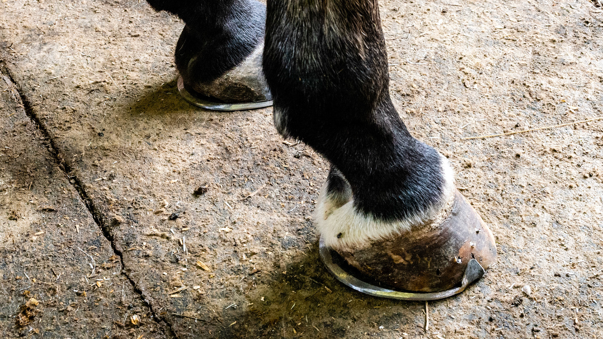 Bar shoe with a beveled and tapered edge to prevent the hind limb from catching when over-reaching.