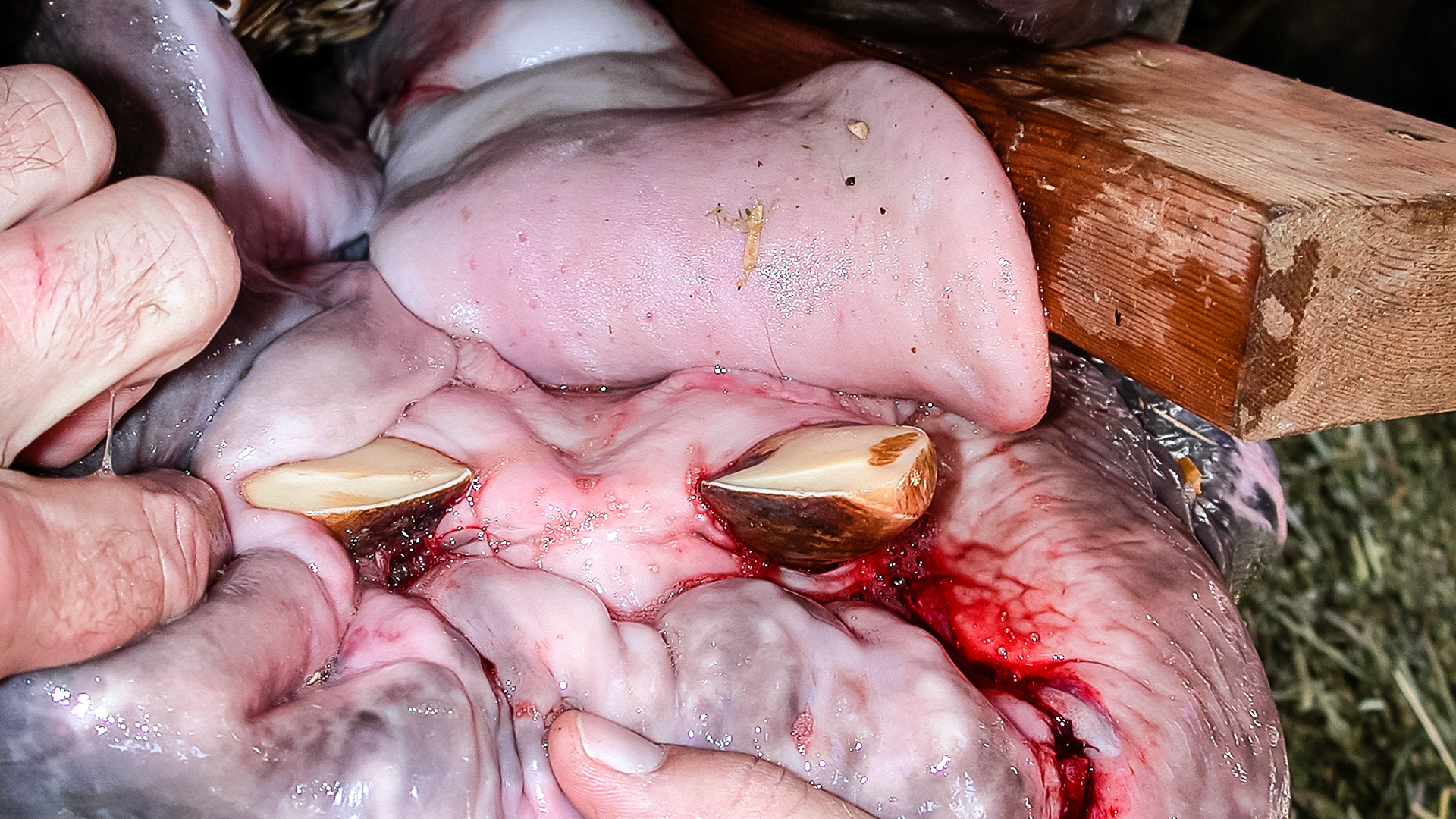 A rhinoceros I have worked on.