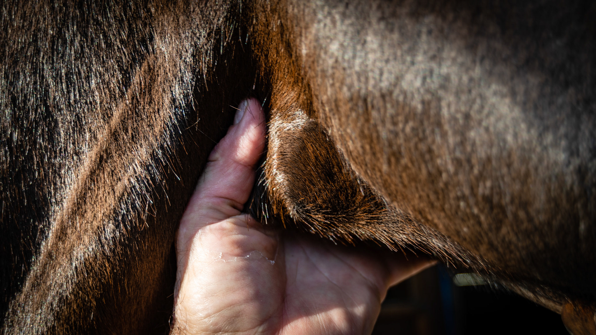 The thyroid gland on this horse is seen between the fingers here and is enlarged and non-painful.  The owner (a human medical doctor) had noticed this enlargement had recently developed and was worried as to its cause. She had also recently added a supplement with the 1st ingredient of seaweed (kelp).  Removing this supplement restored the thyroid to its normal size within a week. The ingredient label can be seen in one of these images. Enlargement of the thyroid has 3 causes: 1) excess iodine as in this case, 2) too little iodine (rare in horses) and 3) idiopathic (no known reason).