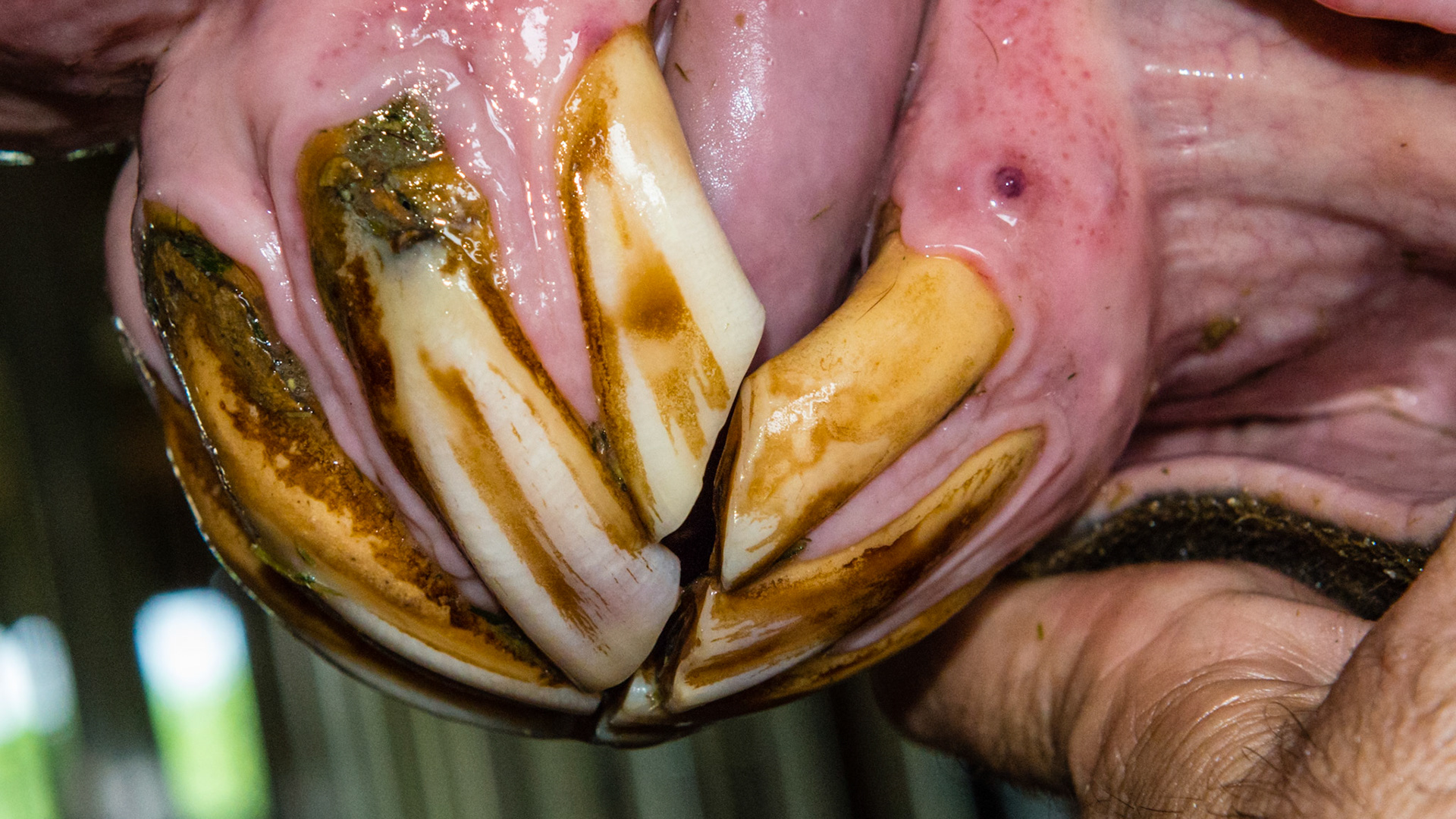 EOTRH horse 15 - Incisors not painful but #106 and 107 cheek teeth were painful when floating. Owner may take radiographs though EOTRH is rare in the cheek teeth.