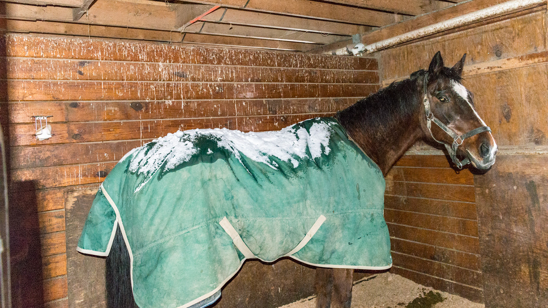 An outdoor horse pulled into the barn from being outside in a snow storm.