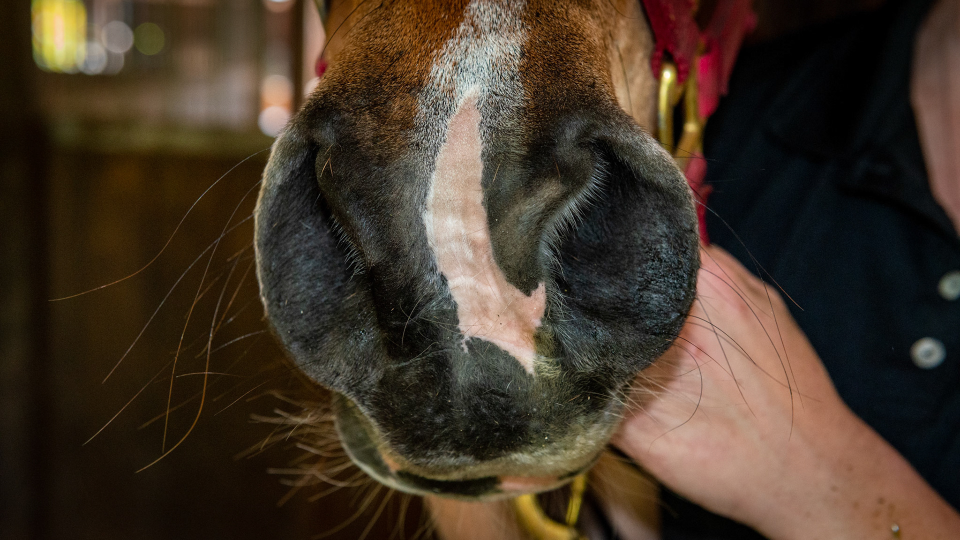 An unusual fold of alar skin in the left nostril of a 20 year old Arabian gelding.  It was soft and had not bothered this horse. The horse in this image has asymmetric nostrils.