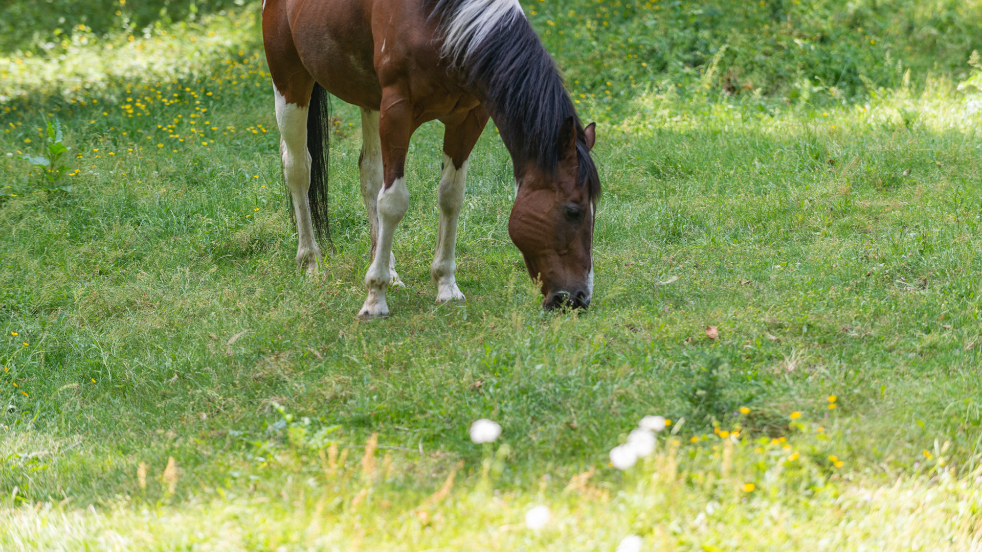 Horses prefer to eat the short grass rather than the taller weeds and plants