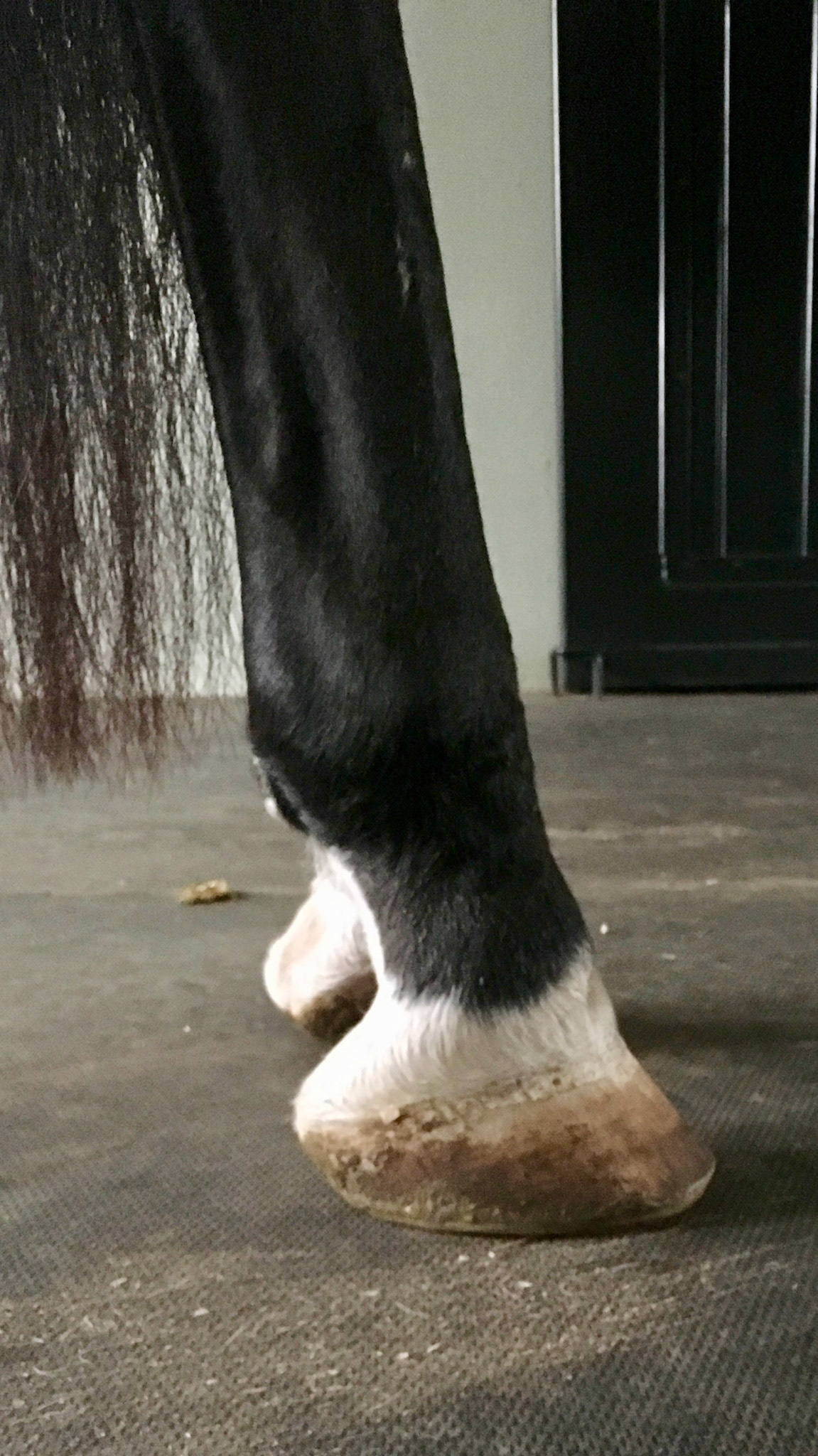 Severely contracted superficial digital flexor tendon (SDFT) in the hind limbs of this adult horse. This contraction causes the fetlock top pop forward. If it were the deep digital flexor tendon then the fetlock would be in a more normal position and the front of the hoof wall would be more vertical (club foot).