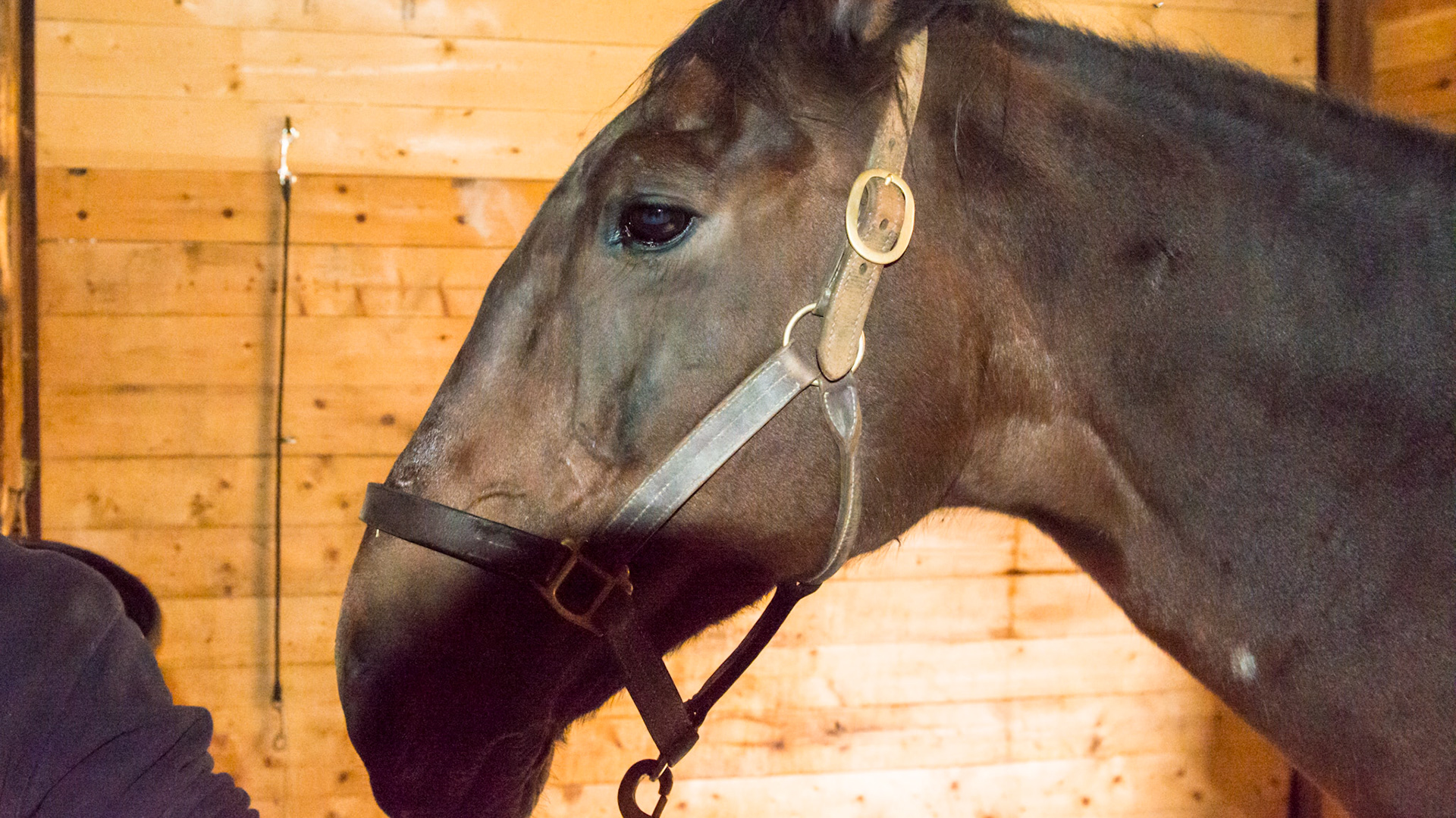Roman nose is a conformation where the forehead bulges out between the eyes. Common in standardbreds. I find these horses to be very intelligent and filled with common sense, but for some, they can be stubborn