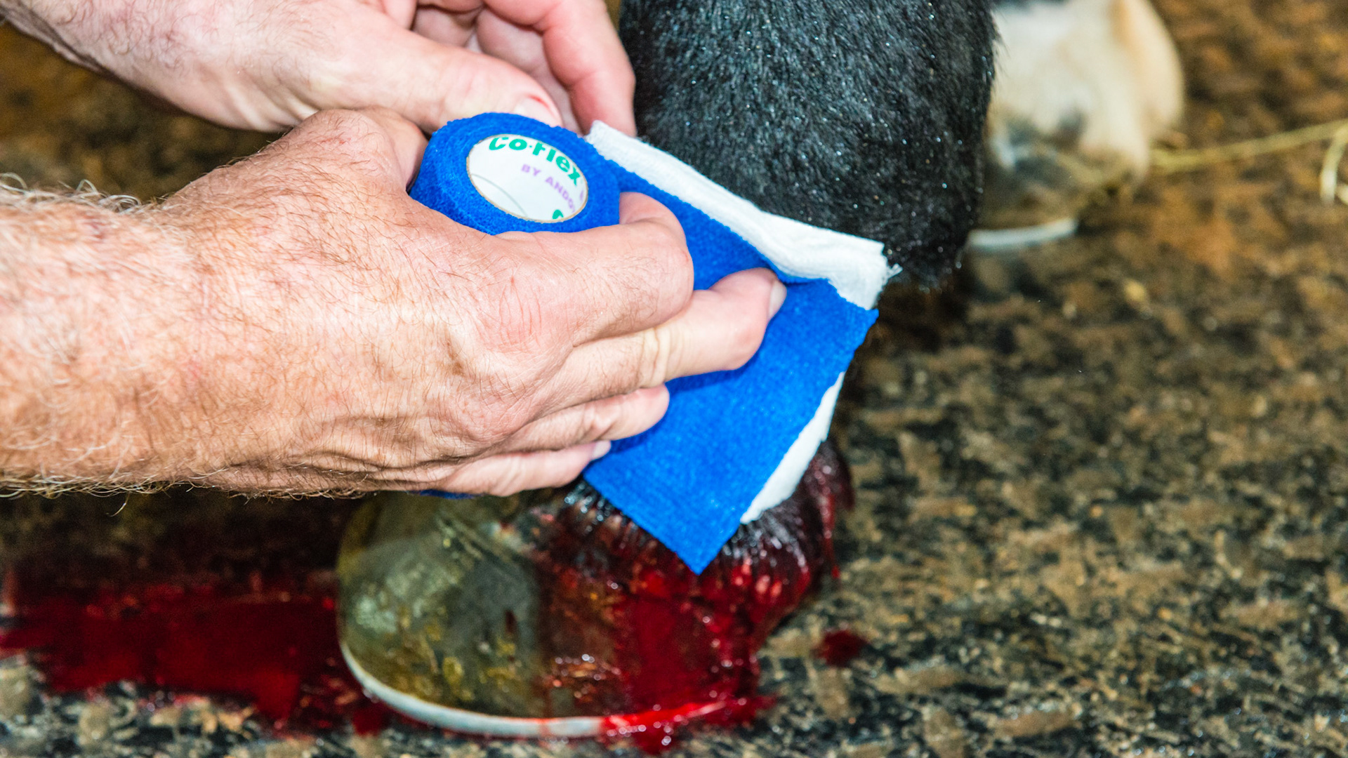 The sequence of wrapping the proud flesh wound: 1 of 4 - The non-stick goes on the wound. The gauze pads are placed in between the non-stick pad and the elastic bandage.