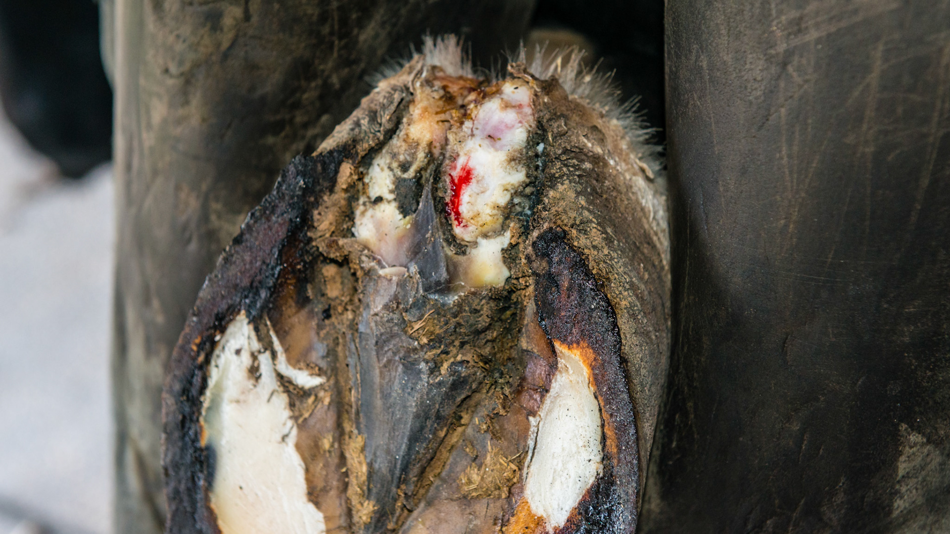 Horse A - Coronitis in the ssame horse seen 15 months earlier. Farrier keeps area cleaned, Frequently shaved and washed daily with mild soap. I saw this horse bite the open area between the bulbs of the heels. This is the best it has look in many years.