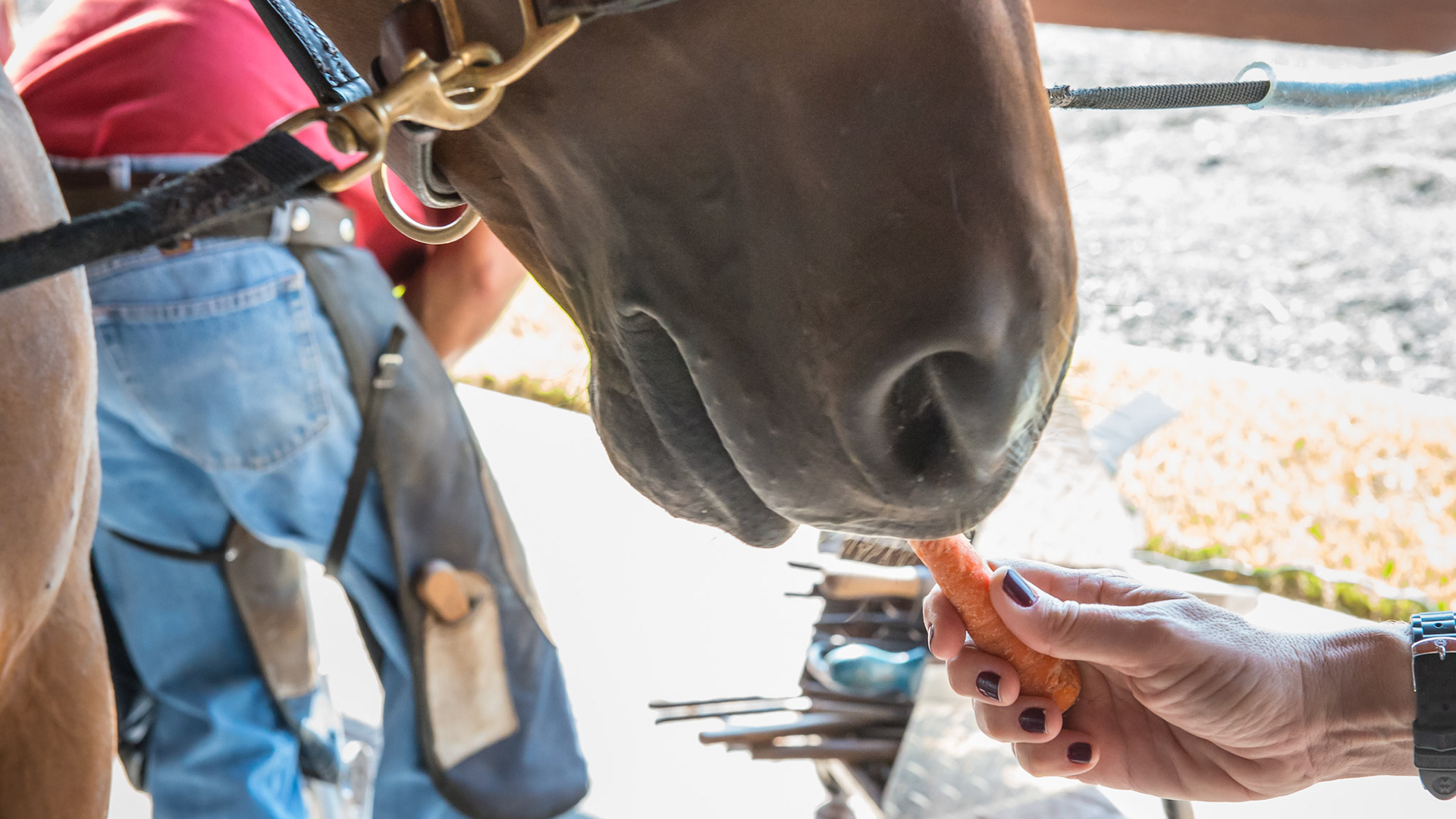Carrots being fed to help the horse stand quietly for the farrier.