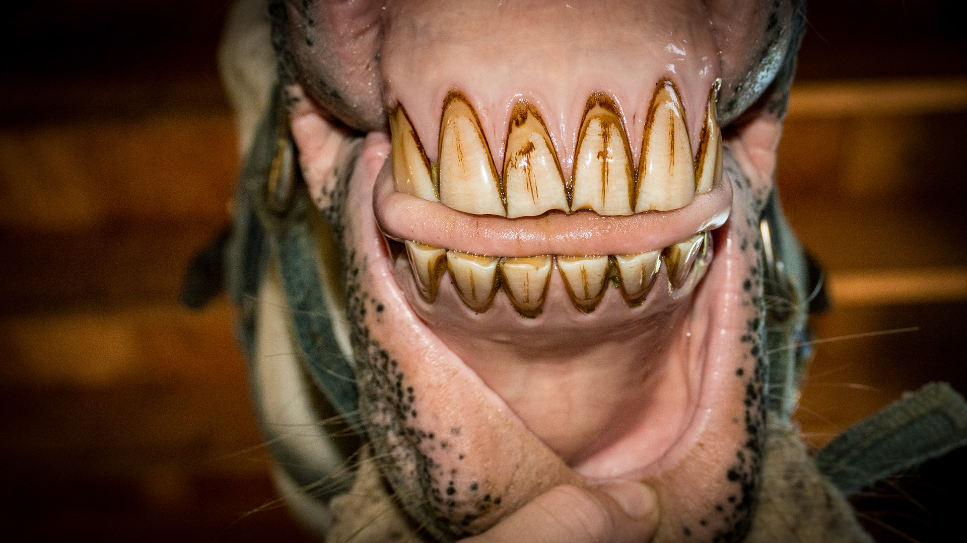 4/15/1991 = 22yr Lipizaner G - Horse D with relaxed incisors in a natural position