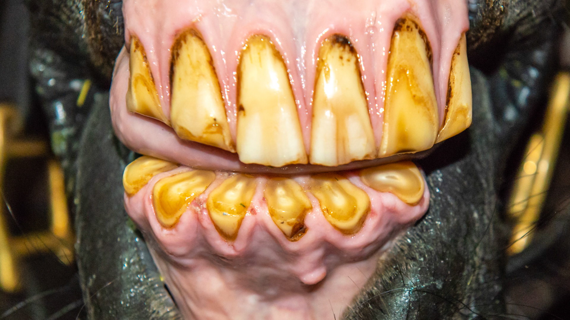 Excessive waring of the incisors caused by excessive licking. There is a video of this horse licking as she stands in her stall.