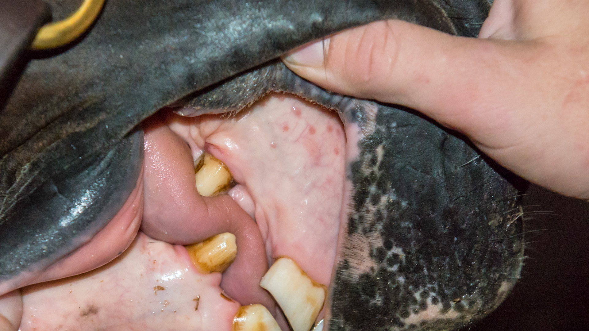 Horse A - Large canines after reduction by removal of only excess tooth and filing the sharp edges.