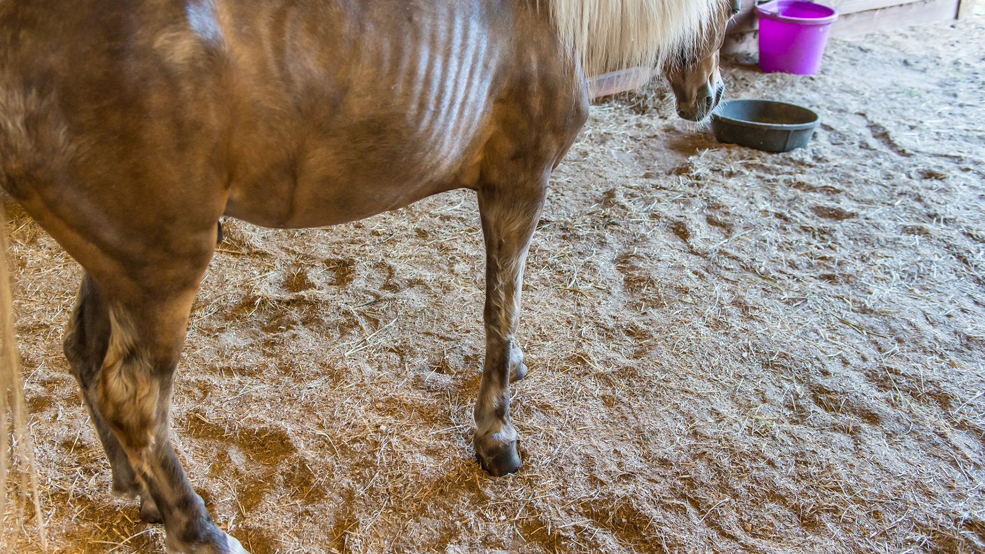 The typical posture of a horse with chronic laminitis.  Notice the shifting of the weight backwards to load the hind limbs and that the hind-limbs are placed forward to carry the weight.  The neck is commonly lowered I think because the horse is exhausted trying to hold the head up to shift the weight backwards.  The BCS of this pony is good for a foundered pony too.  He is allowed free movement about the farm and prefers the soft shavings where you see him standing in this picture.