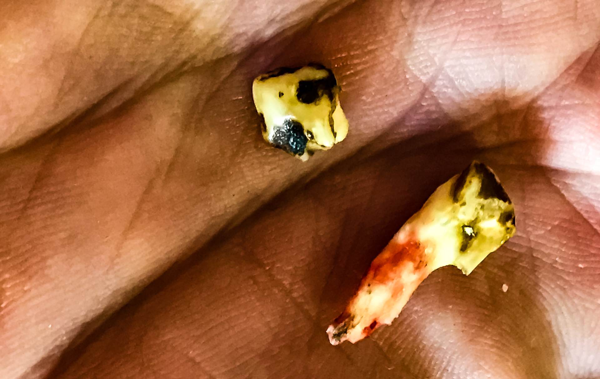 2 wolf teeth from the same horse, one from each side.