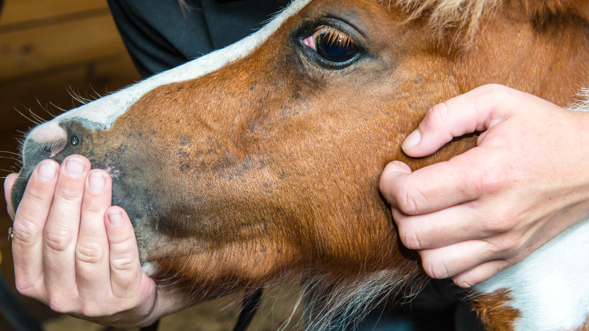 Mandibular (lower jaw) eruption bumps