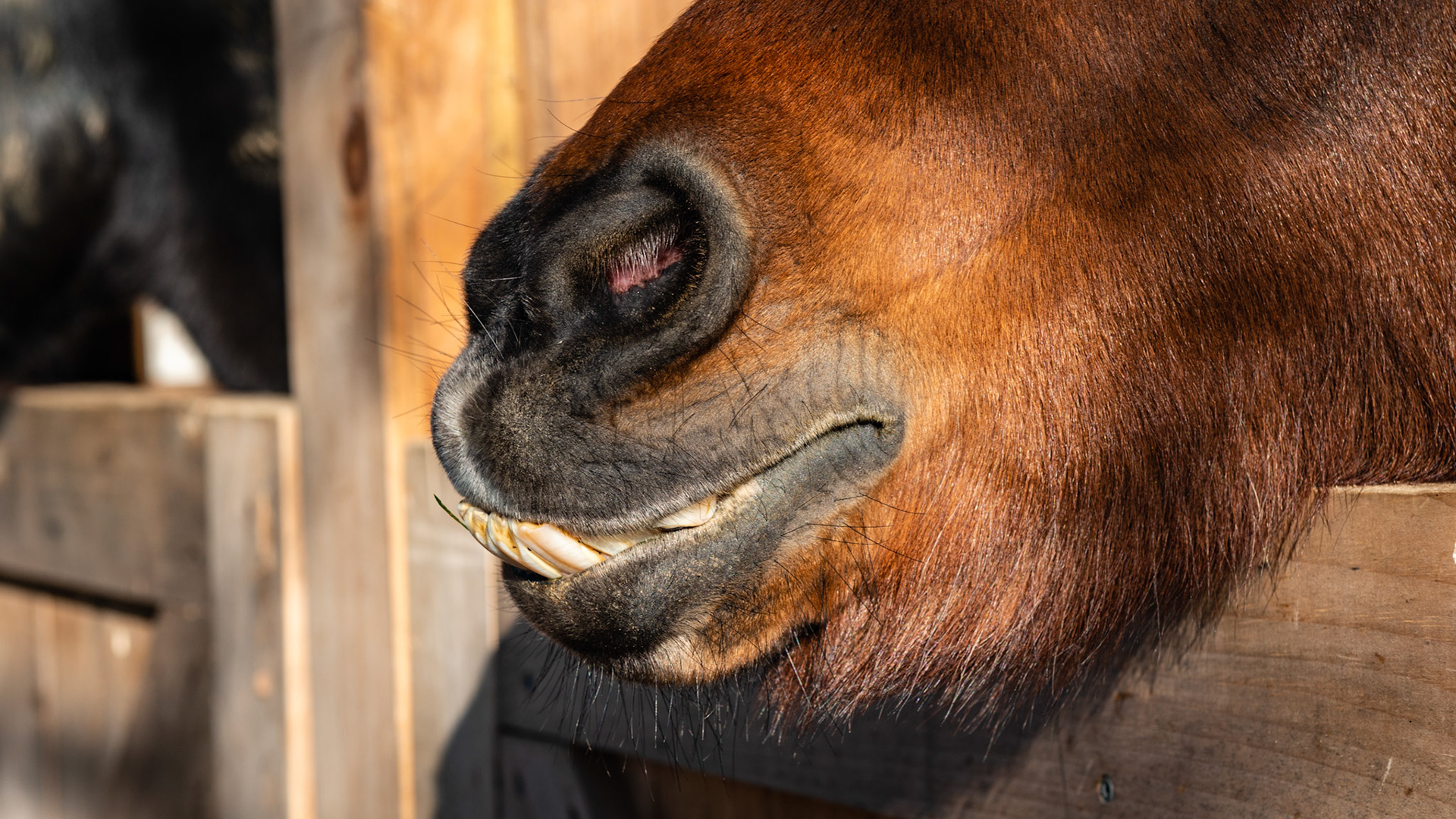 20 year old pony mare with a BCS of 7 fed grass, grass and alfalfa hay and 1 handful of organic oats. Has easily maintained her weight with a sow mouth. Harvests grass easily but can't get a close cut.  Other horses realize she can't bite them and despite her best efforts, the others start to pick on her as she can't defende herself.