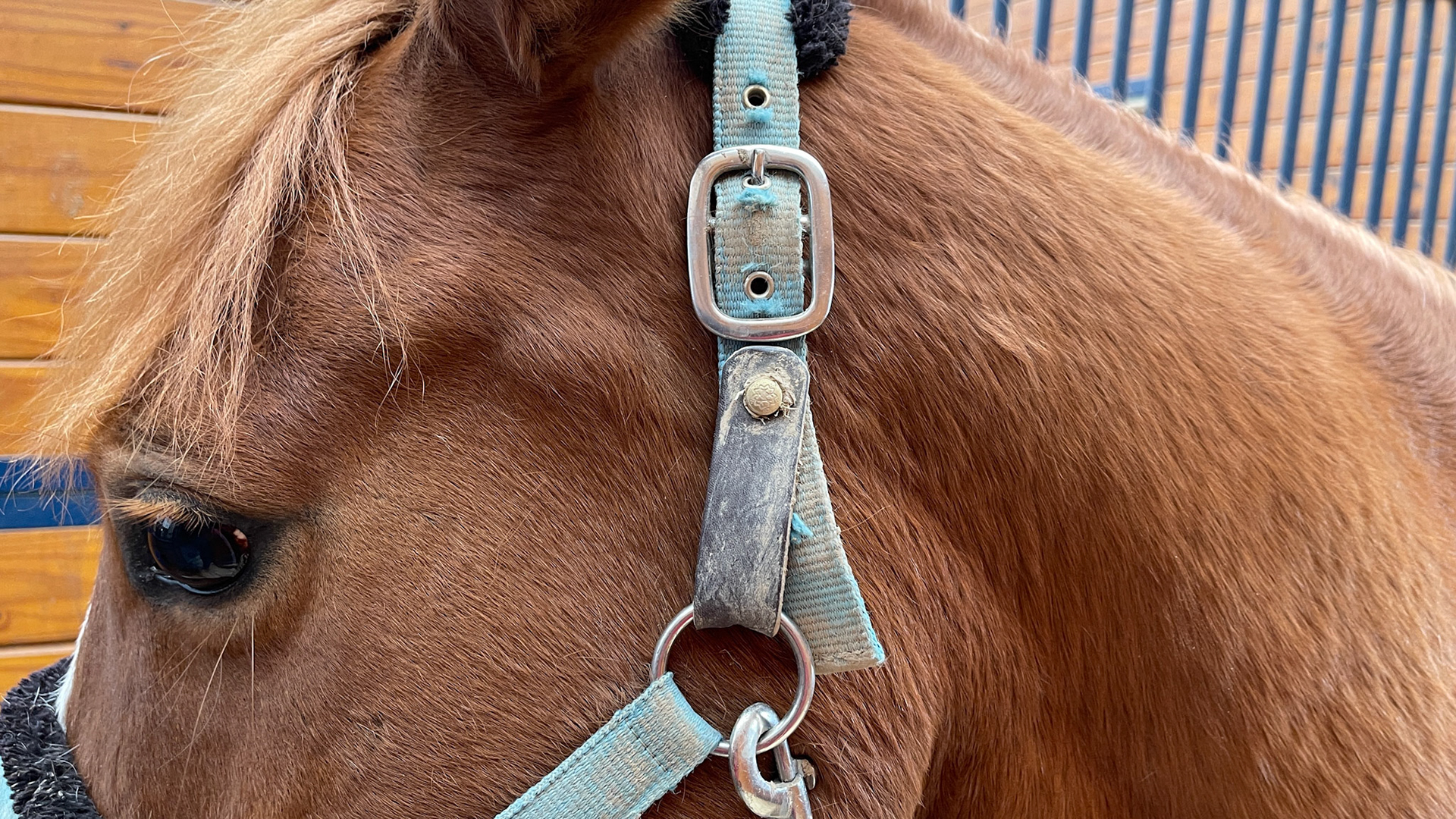 Home made break-away halter.