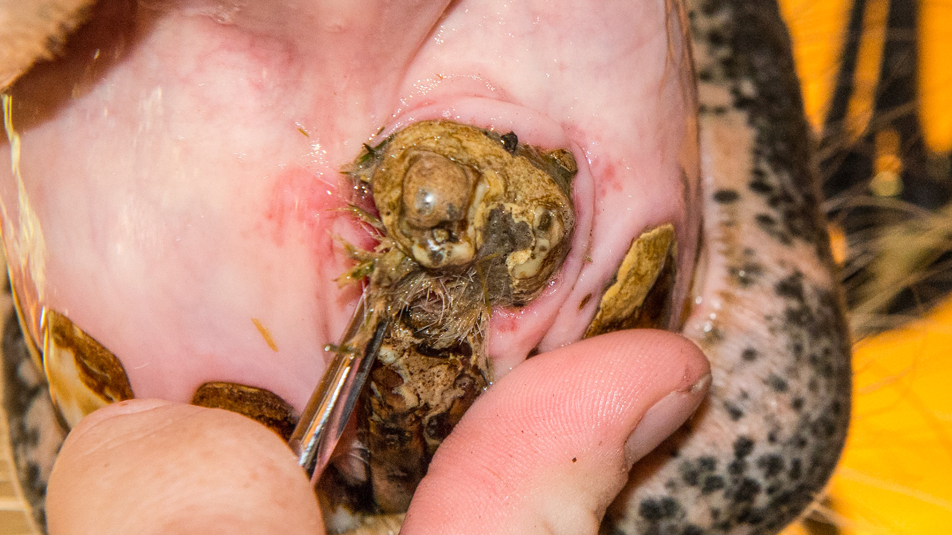 Incisor tumor - This is the same incisor tumor as seen in the previous pictures but taken 18 months later. It is still not a problem for the horse. Hay is being packed under a ledge of tarter despite the cleaning efforts of the owner with brushing.  The underlying inflamed tissue is painful to the touch.The fermenting debris is being cleared.