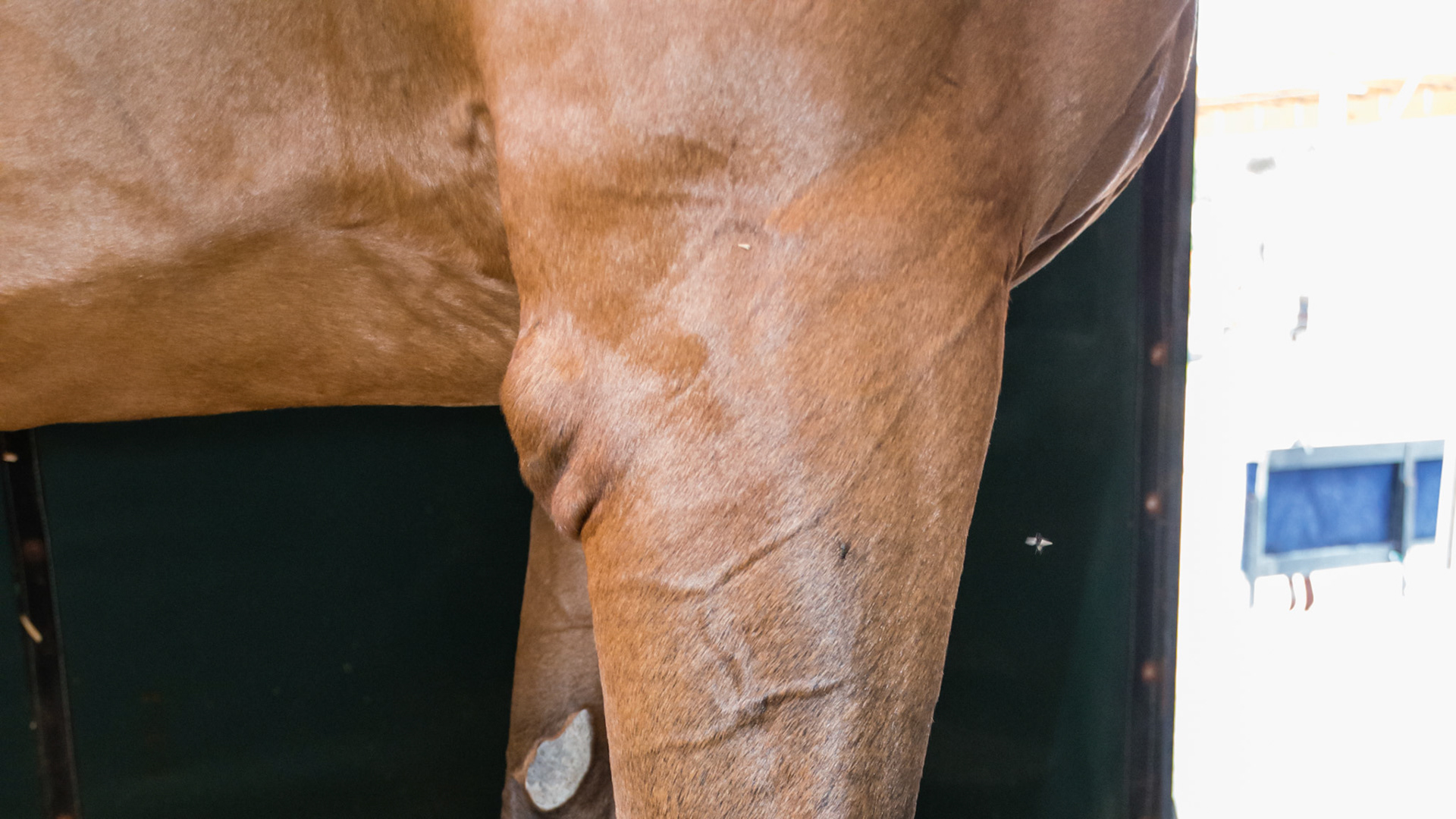 Shoe boil with a pastern collar