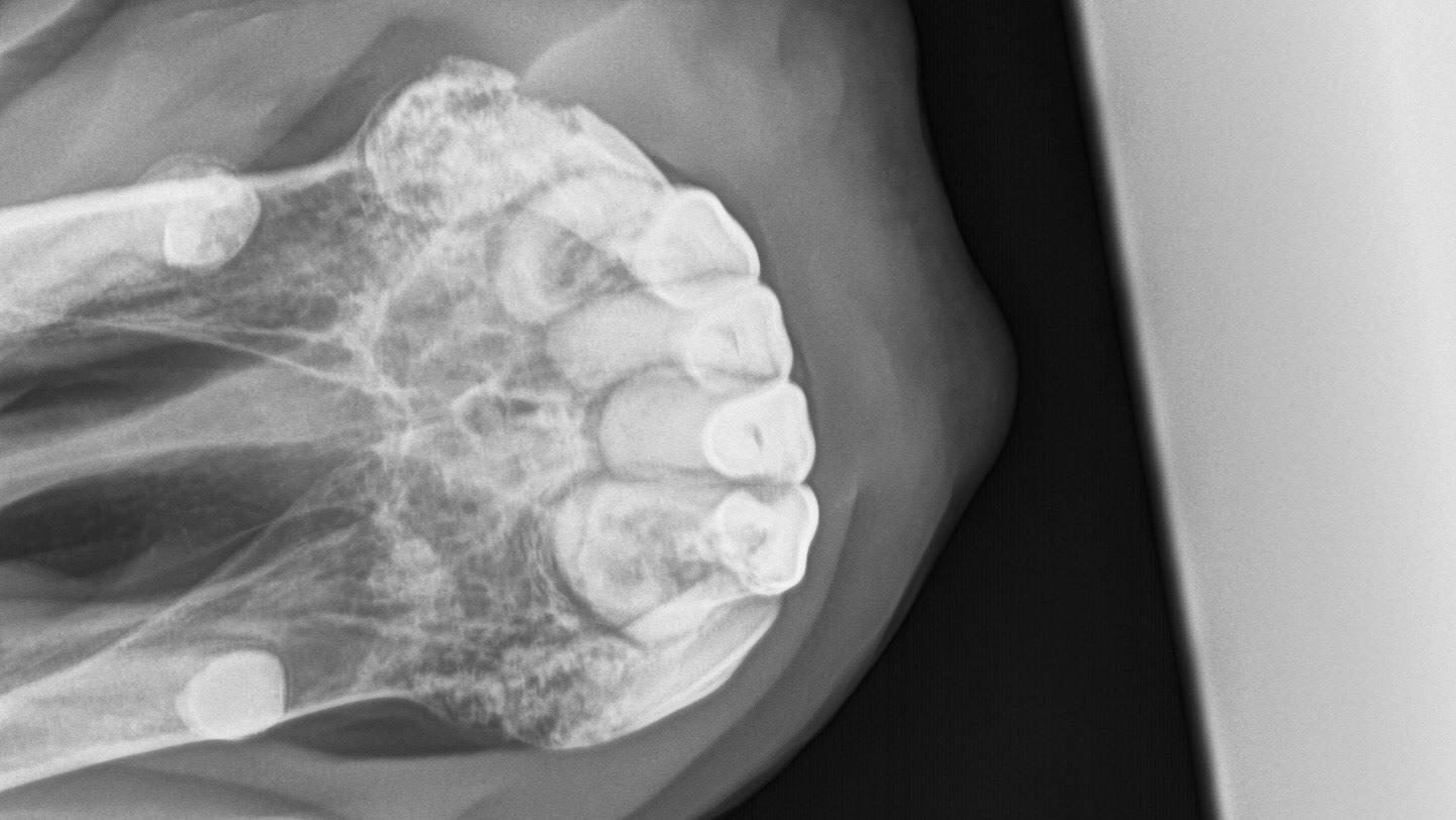 A radiograph (X-ray) of the canines and incisor teeth in a horse with EOTRH. Note the lacy look of the bone where the teeth insert as well as the enlargement of the tooth roots as they struggle to hang on.