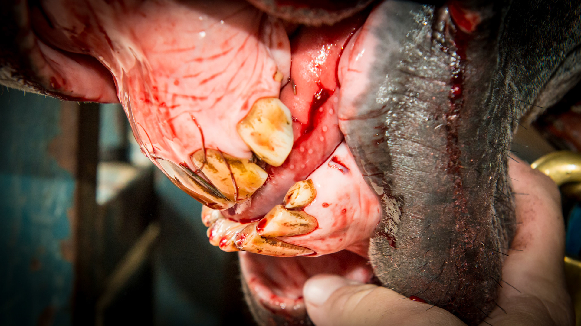 This rescued horse required medication for pain. The 307 &amp; 308 were decayed and completely eliminated except 1 remaining fracture piece which was extracted with moderate blood loss. The tongue rests to his right side naturally. The lower jaw was undershot and had 7 incisors that were abnormal in size.