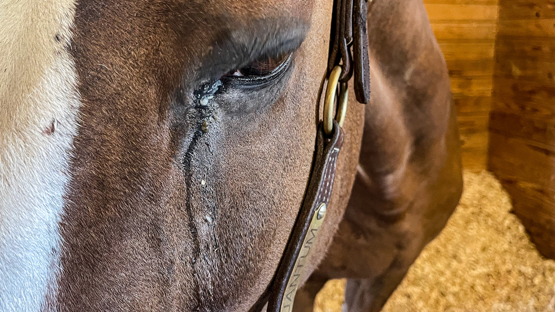 A blocked nasolacrimal duct of the left eye with mild purulent material. Note that the eye does not look painful and only affects this horse’s left eye.
