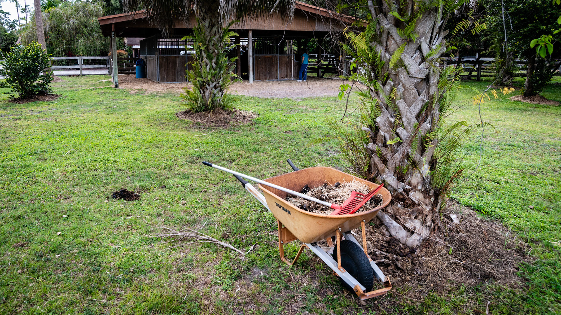 Manure is picked up daily in the paddock the old fashioned way