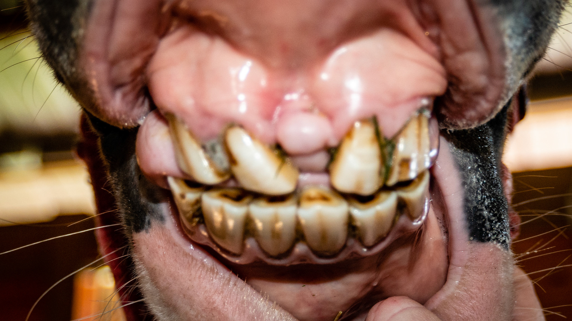 Incisor absence horse 1 - Missing upper incisors. Notice no over eruption of the lower incisors.